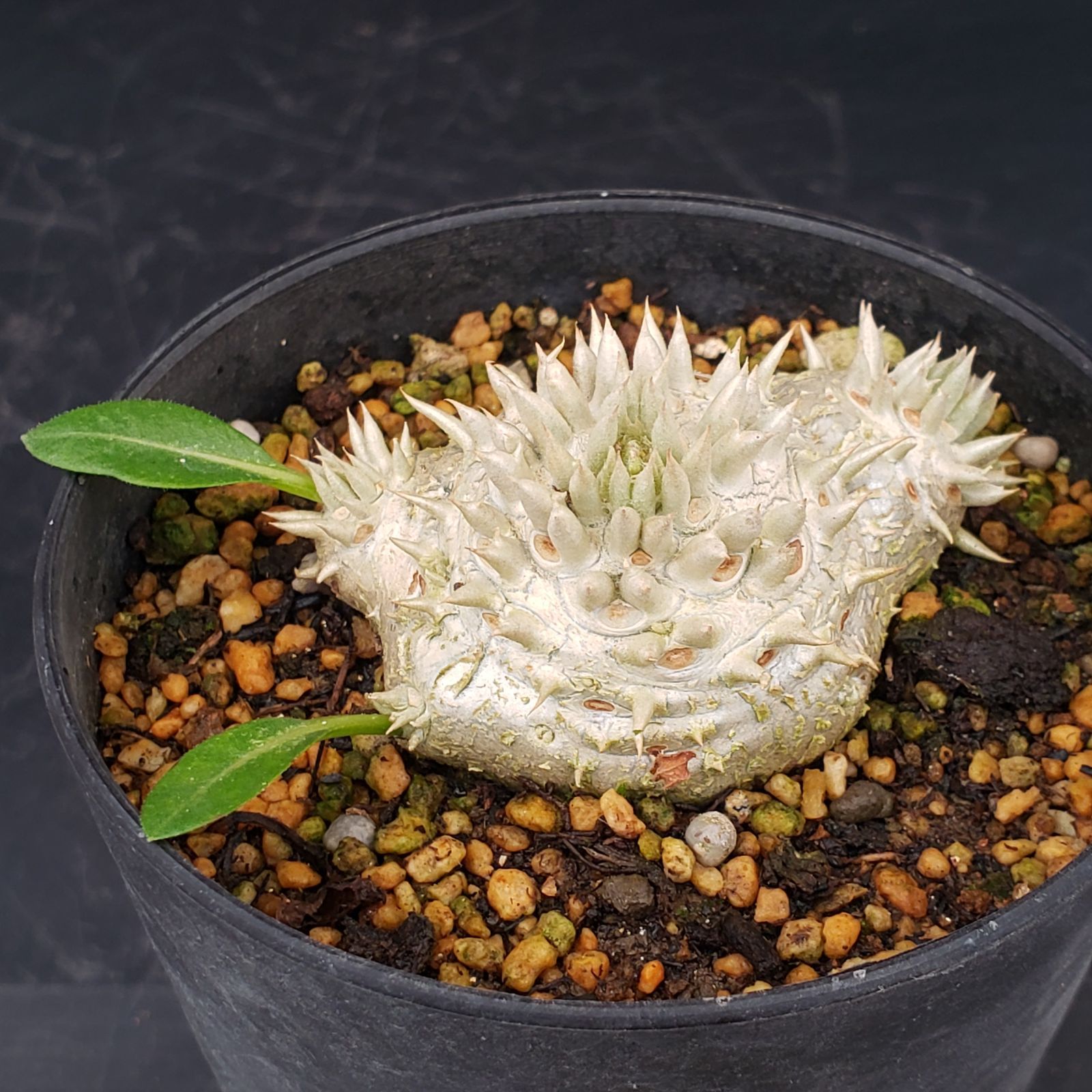 パキポディウム　恵比寿笑 L440【自社養生株】パキポディウム 恵比寿笑い（実生・発根株・鉢植え