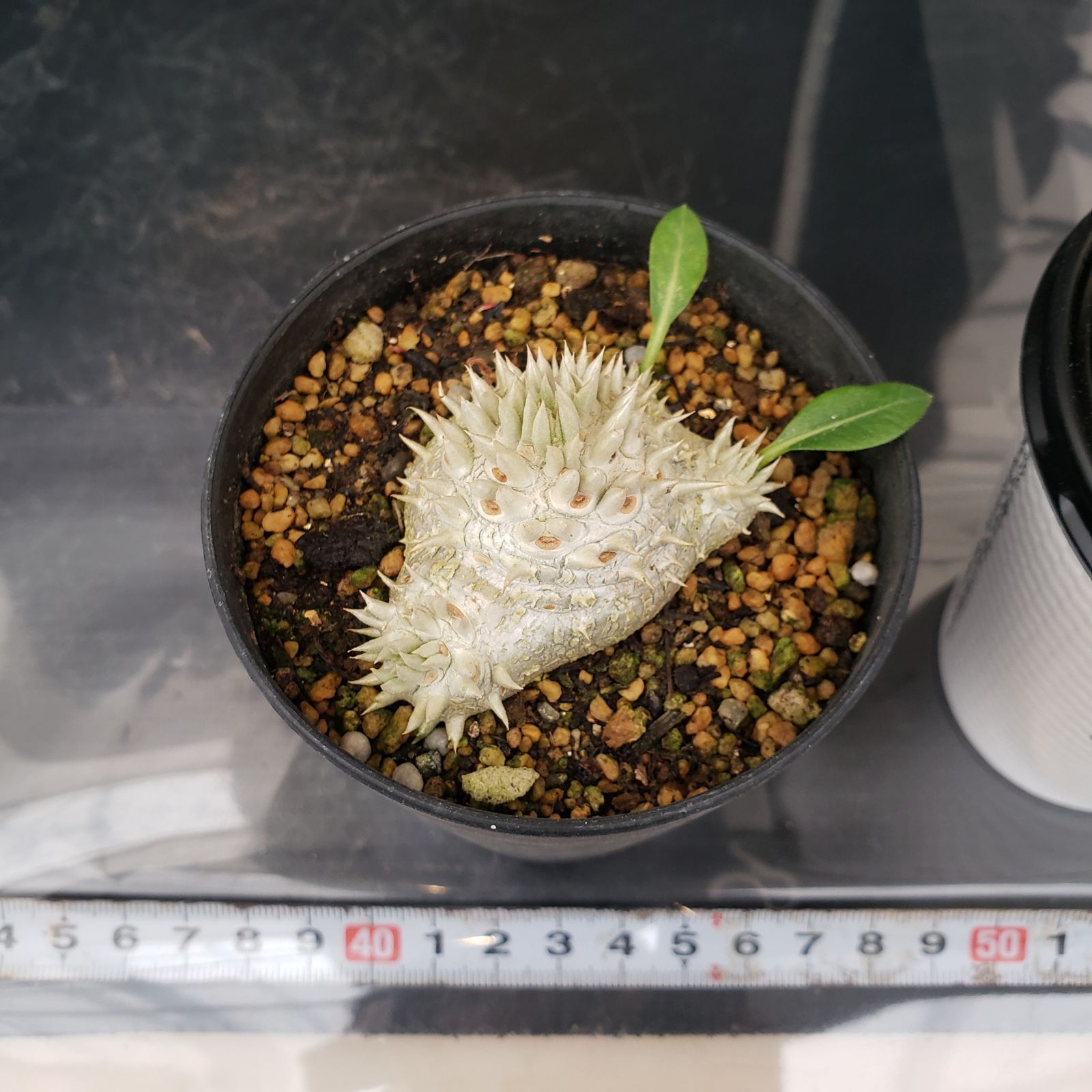 L440【自社養生株】パキポディウム 恵比寿笑い（実生・発根株・鉢植え