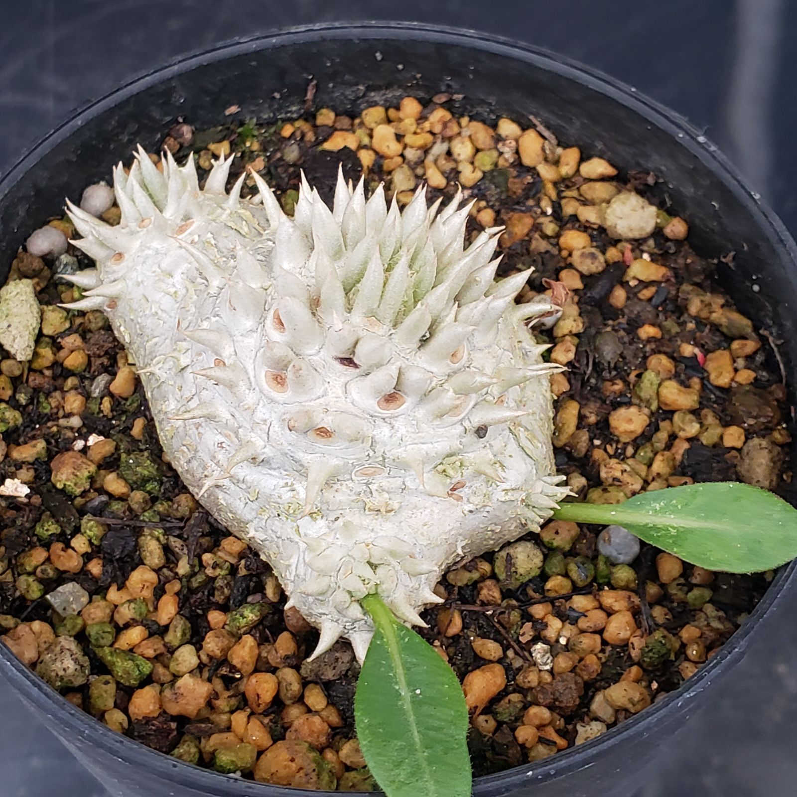 パキポディウム　恵比寿笑大株 パキポディウム ブレビカウレ(恵比寿笑い) 大株 7号｜芳樹園オンライン