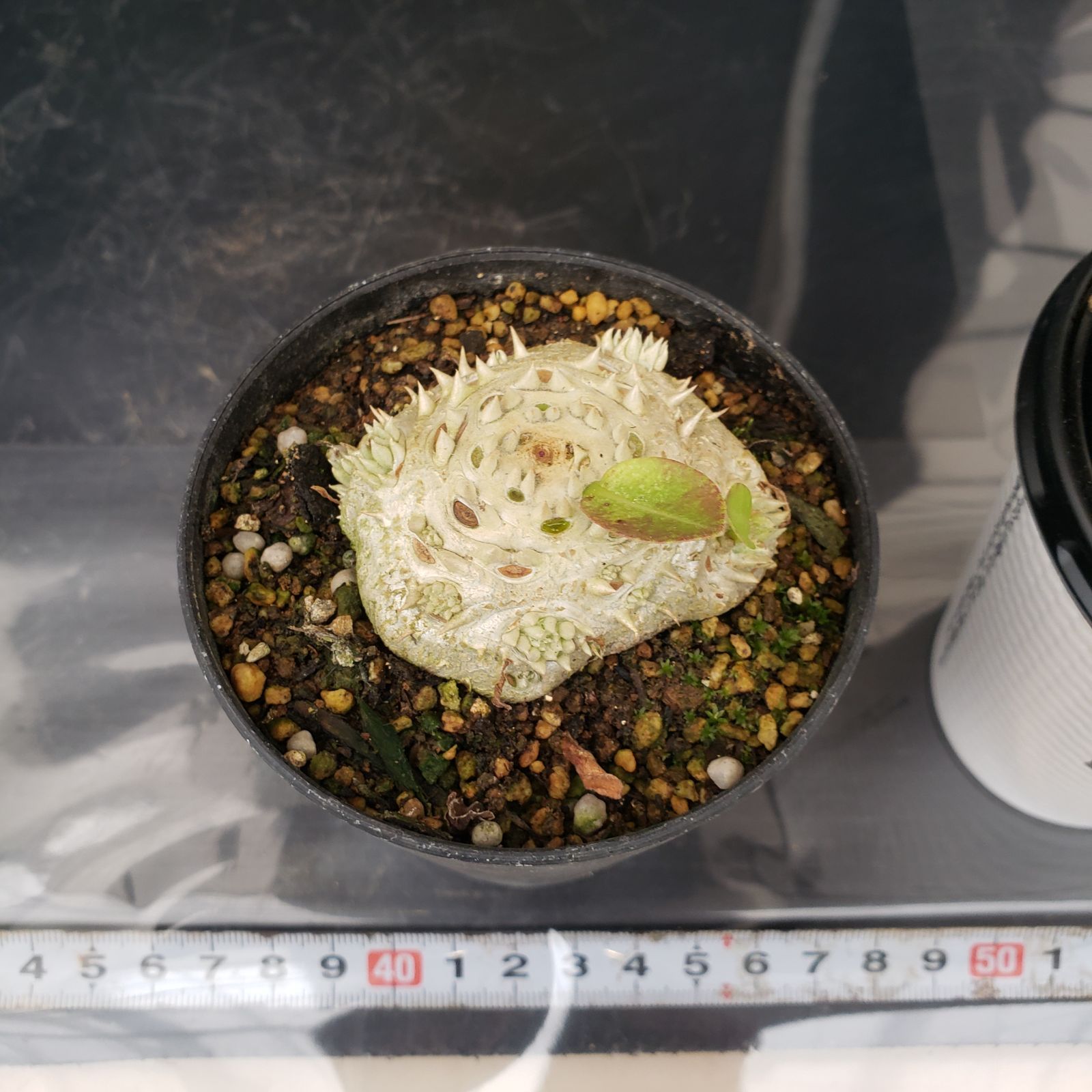 L441【自社養生株】パキポディウム 恵比寿笑い（実生・発根株・鉢植え