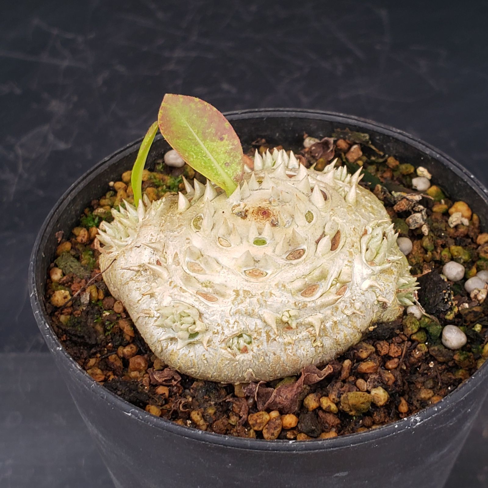 L441【自社養生株】パキポディウム 恵比寿笑い（実生・発根株・鉢植え