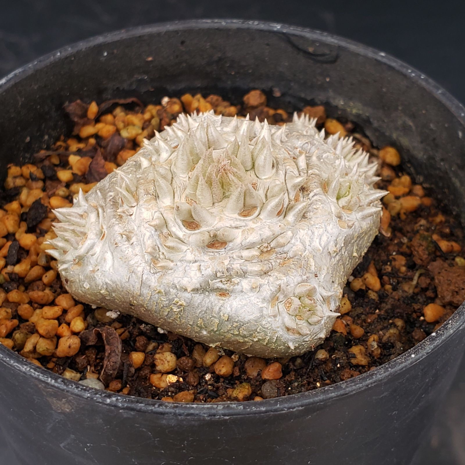 L442【自社養生株】パキポディウム 恵比寿笑い（実生・発根株・鉢植え