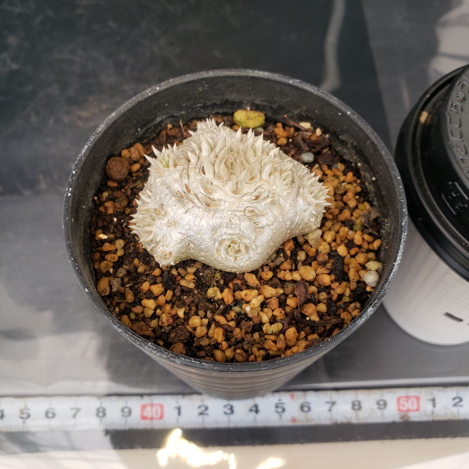 L442【自社養生株】パキポディウム 恵比寿笑い（実生・発根株・鉢植え