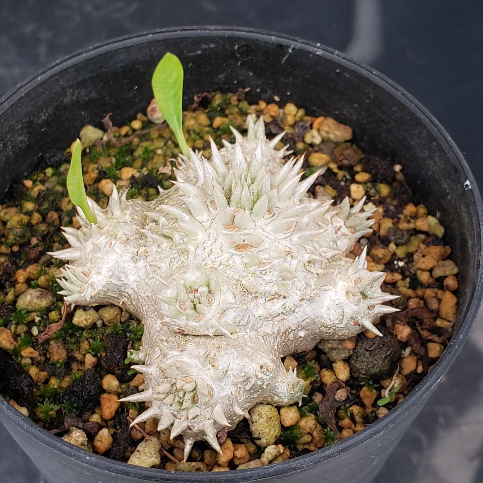 X604★発根済★大株美形パキポディウム恵比寿笑い 当店養生株 L443【自社養生株】パキポディウム 恵比寿笑い（実生・発根株・鉢植え