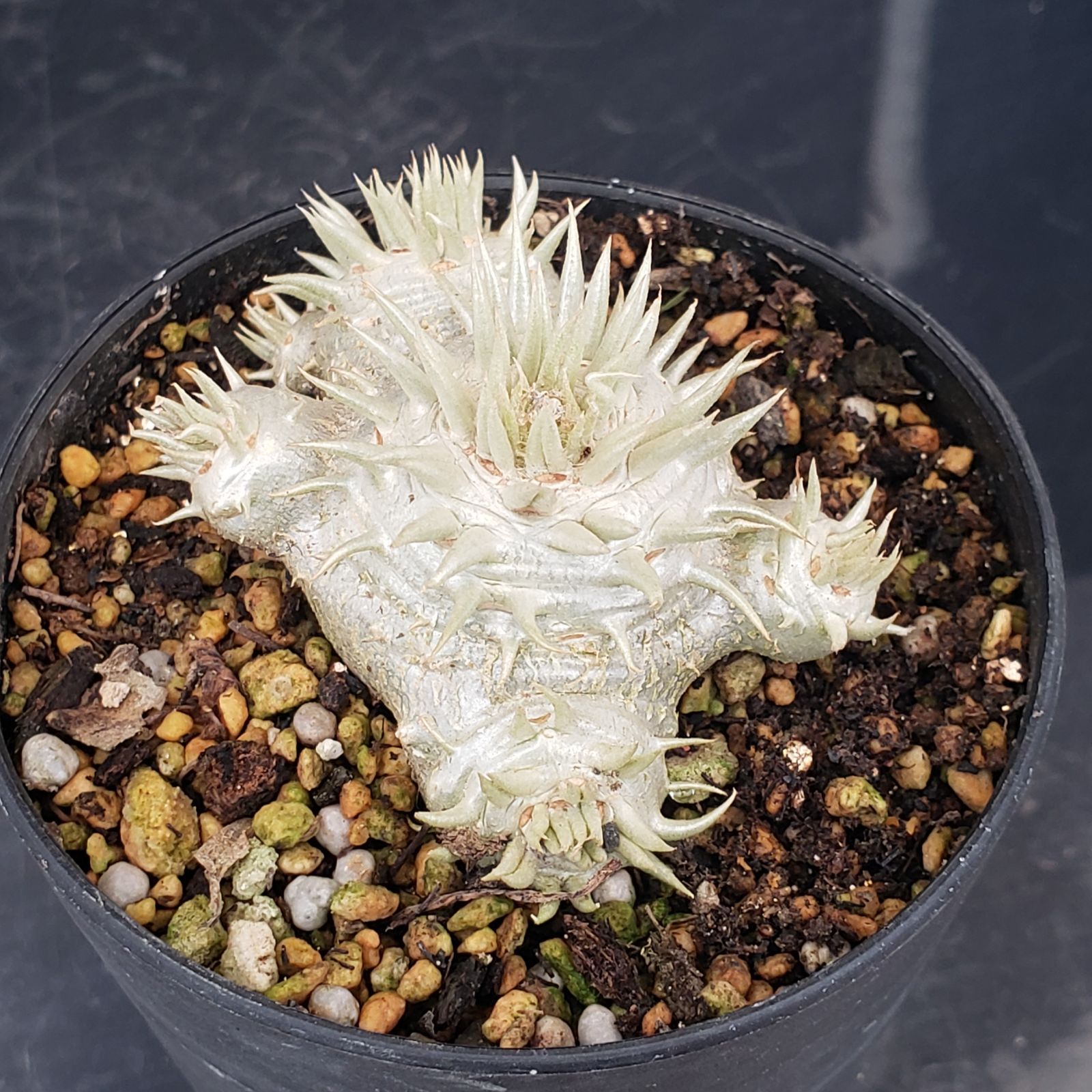 L444【自社養生株】パキポディウム 恵比寿笑い（実生・発根株・鉢植え