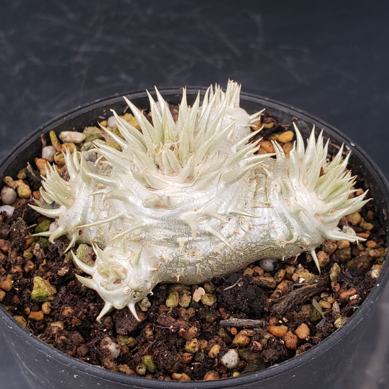 L444【自社養生株】パキポディウム 恵比寿笑い（実生・発根株・鉢植え