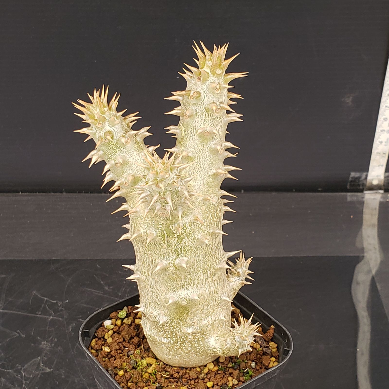 L447【自社養生株】パキポディウム グラキリス×ホロンベンセ（実生・発