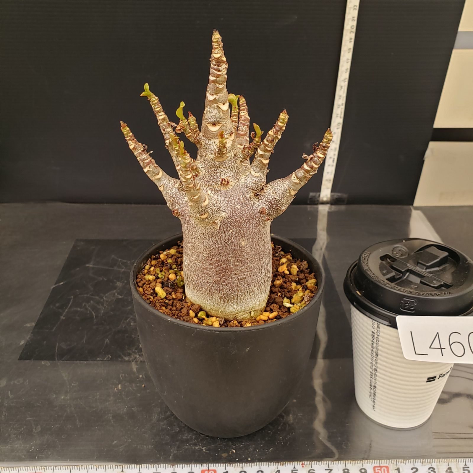 L460【自社養生株】アデニウム アラビカム ドワーフ 赤肌（発根株