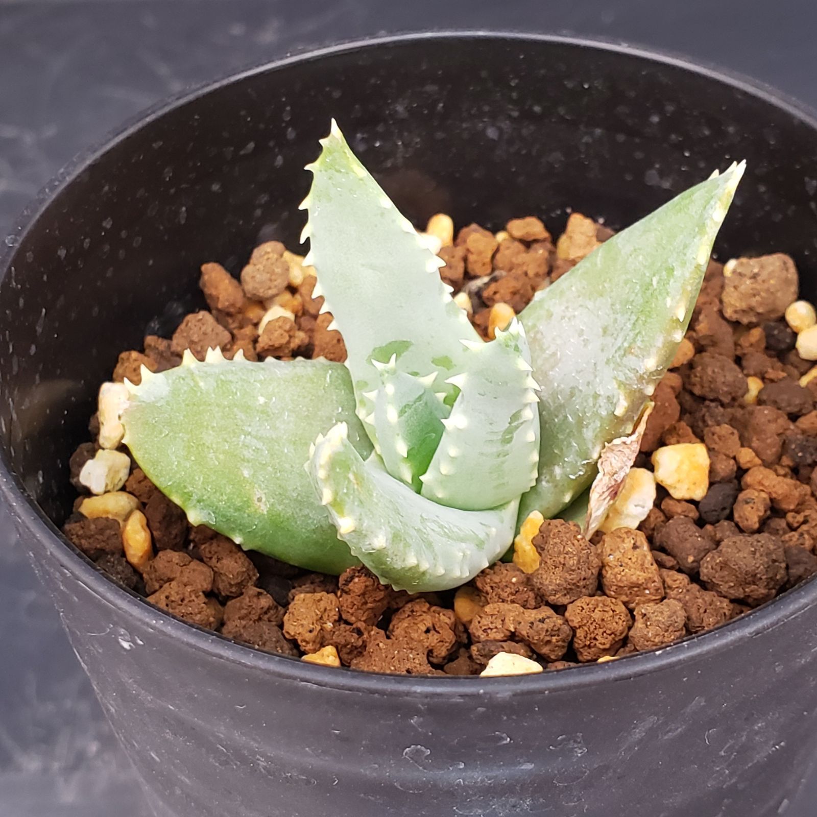 L462【自社養生株】アロエ ピランシー（実生・発根株・鉢植え）【多肉