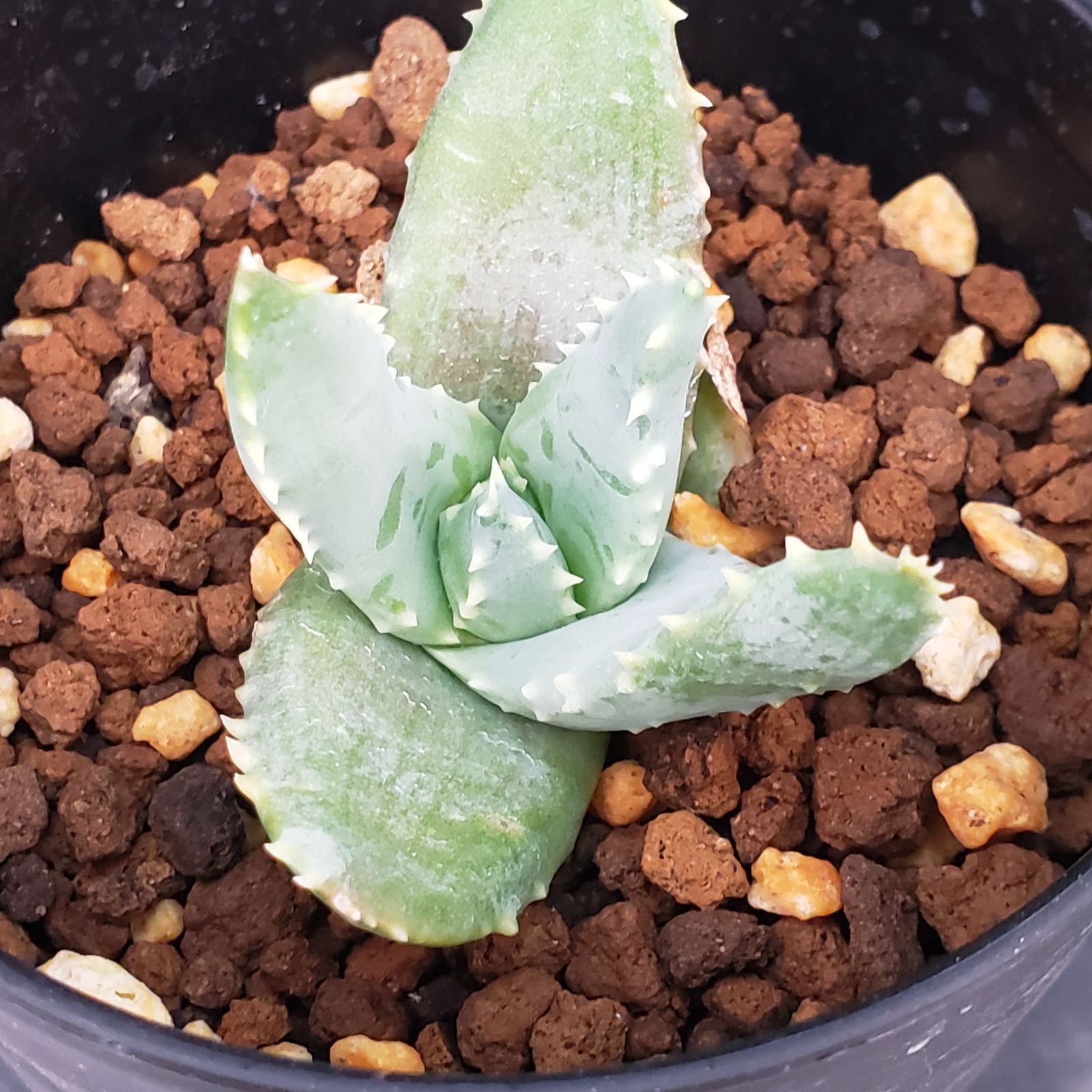 L462【自社養生株】アロエ ピランシー（実生・発根株・鉢植え）【多肉