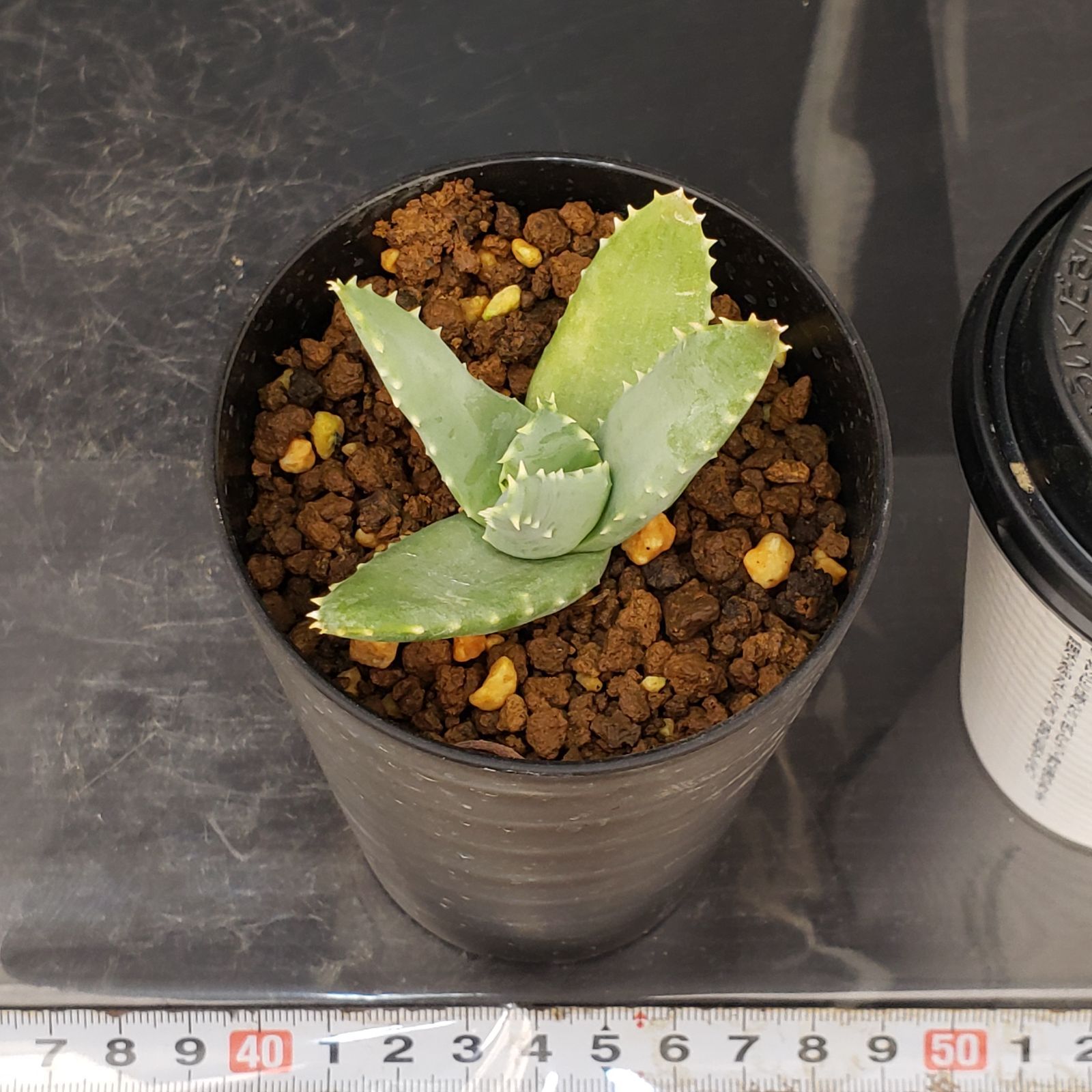 L465【自社養生株】アロエ ピランシー（実生・発根株・鉢植え）【多肉