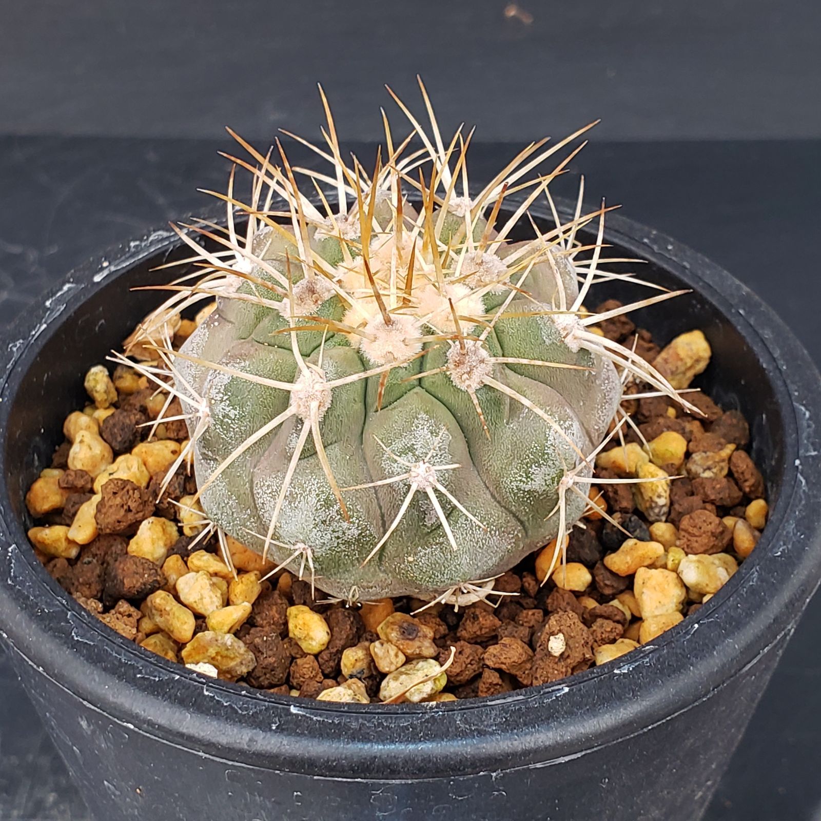 L466【自社養生株】コピアポア ハセルトニアナ（発根株・鉢植え