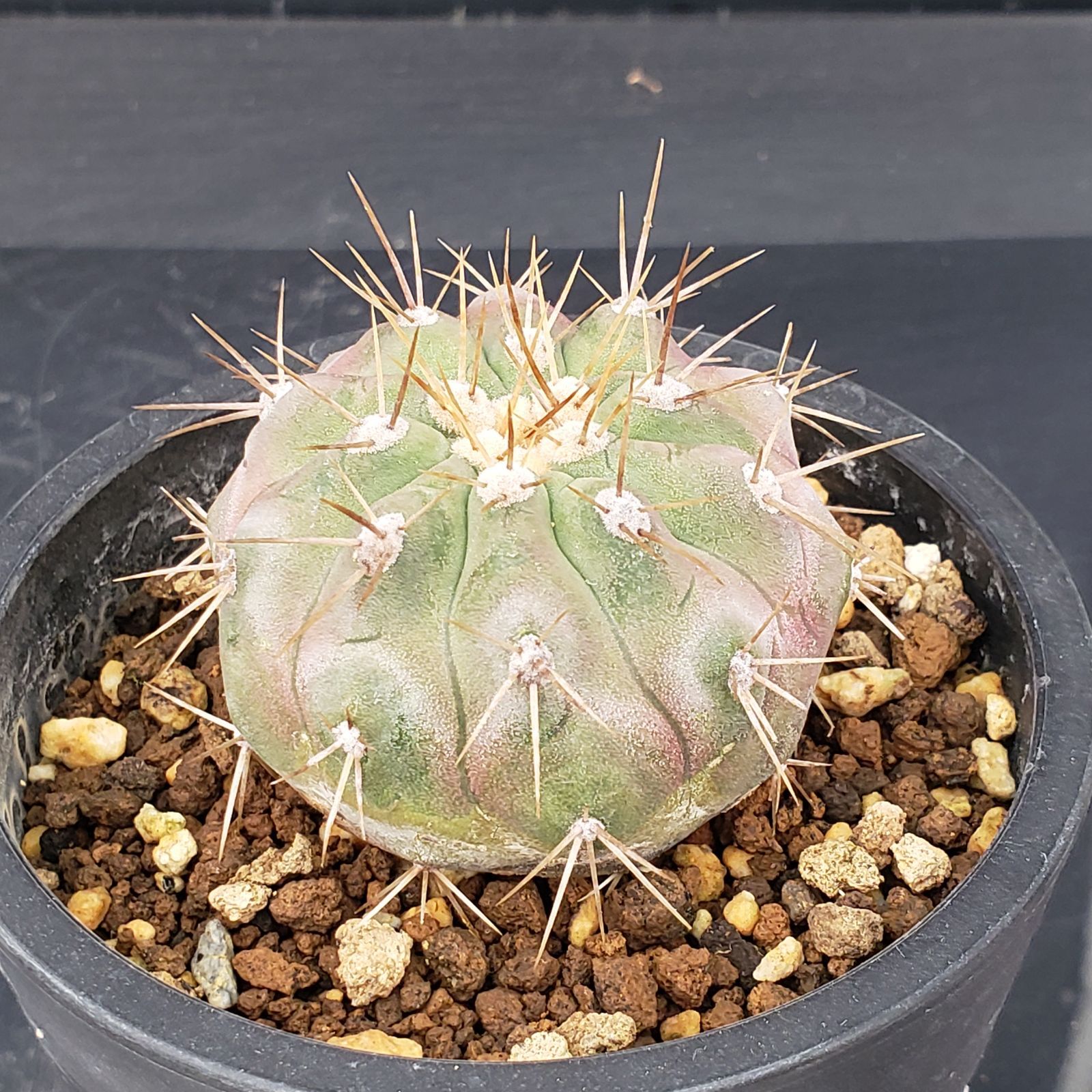 L467【自社養生株】コピアポア ハセルトニアナ（発根株・鉢植え