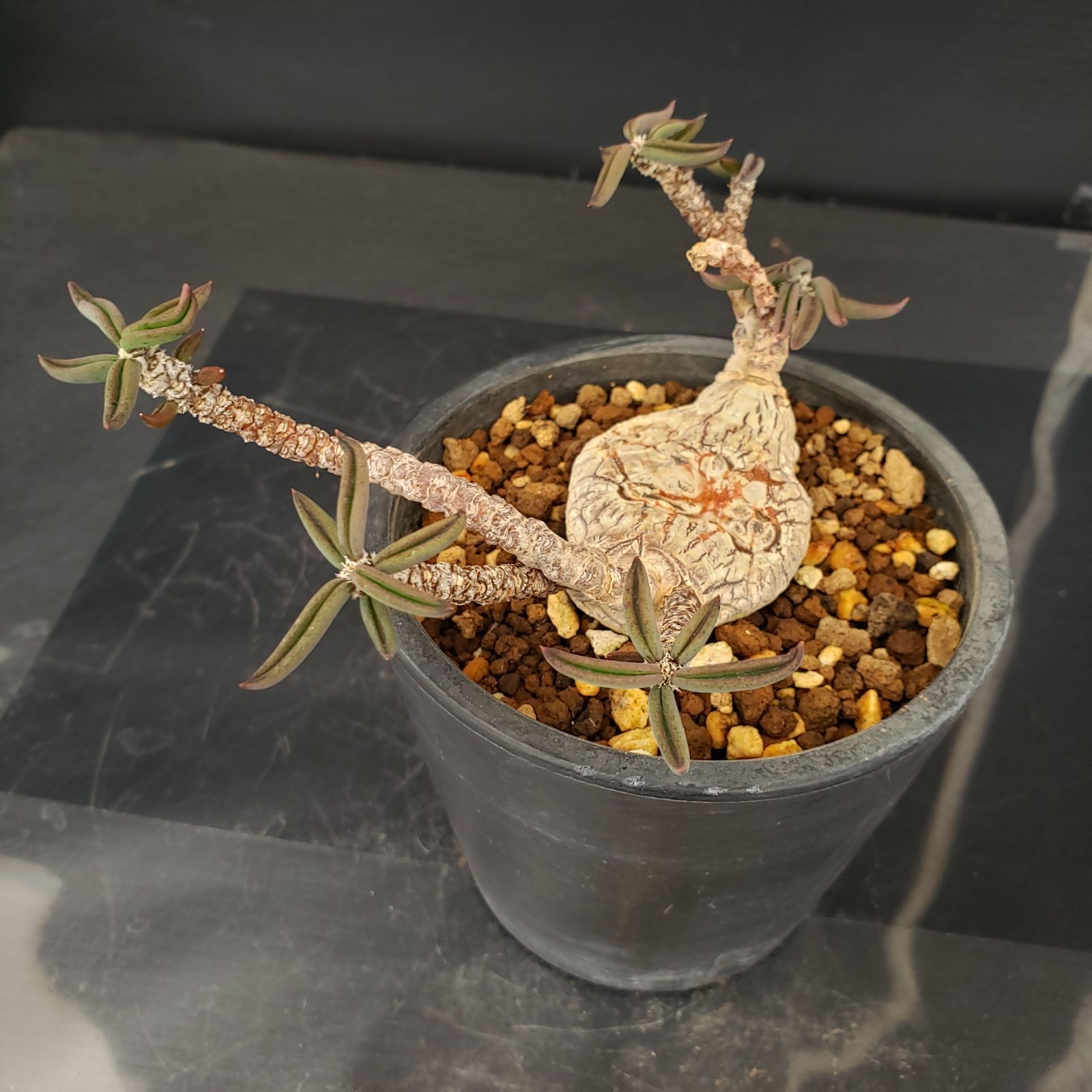 L468【自社養生株】ユーフォルビア キリンドリフォリア（実生・発根株