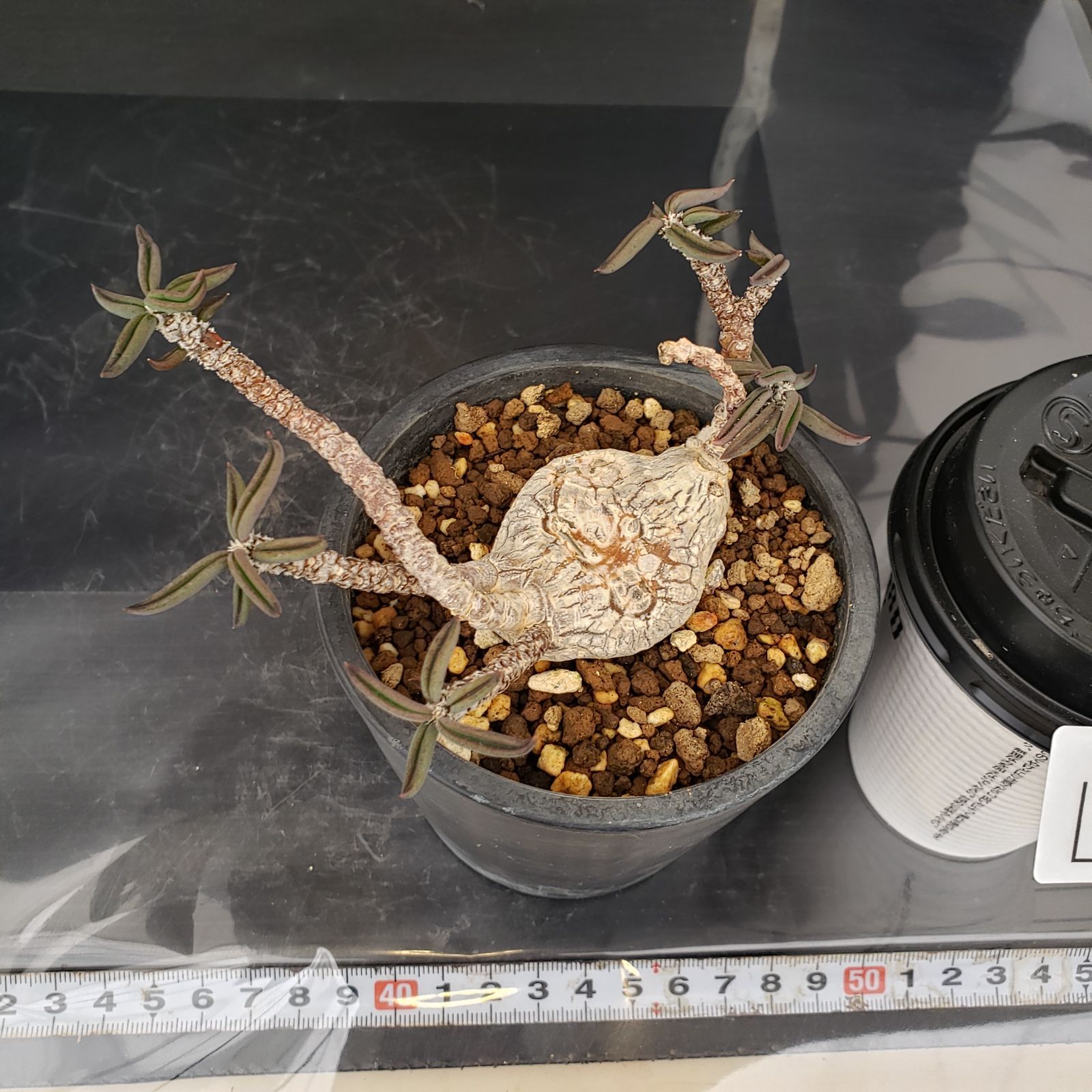 L468【自社養生株】ユーフォルビア キリンドリフォリア（実生・発根株