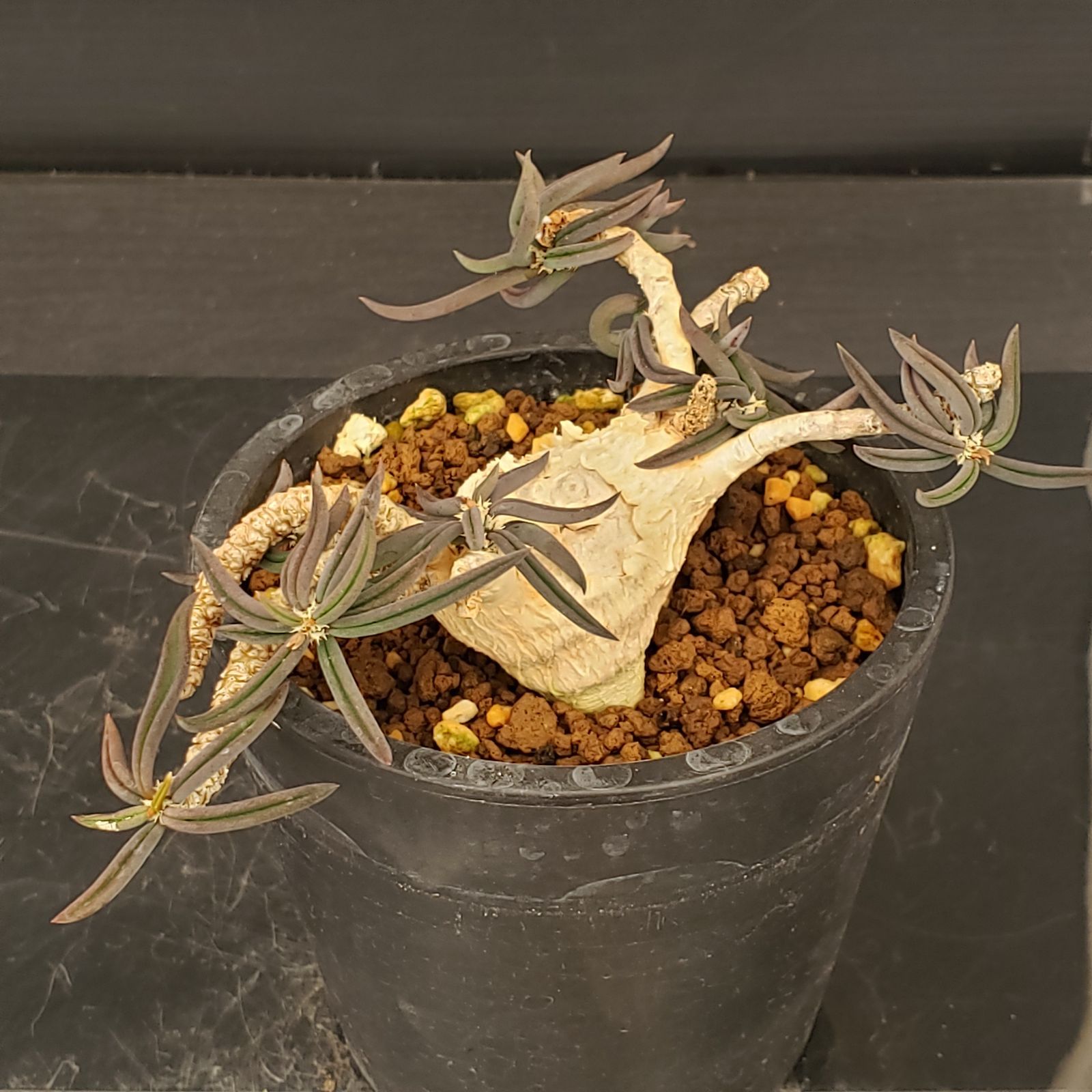 売れ筋 国内実生 長期管理株 ユーフォルビア キリンドリフォリア 陶器