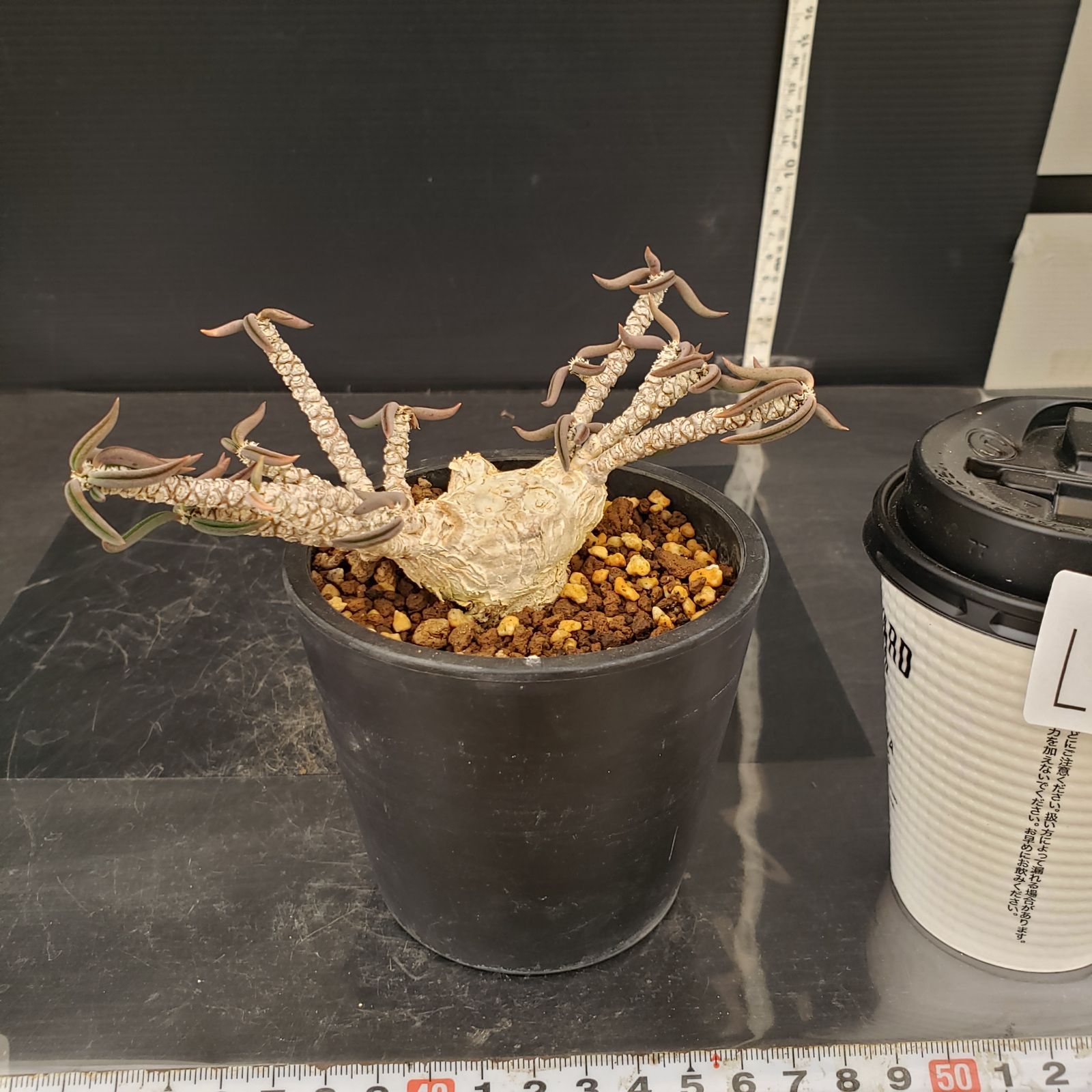 L470【自社養生株】ユーフォルビア キリンドリフォリア（実生・発根株