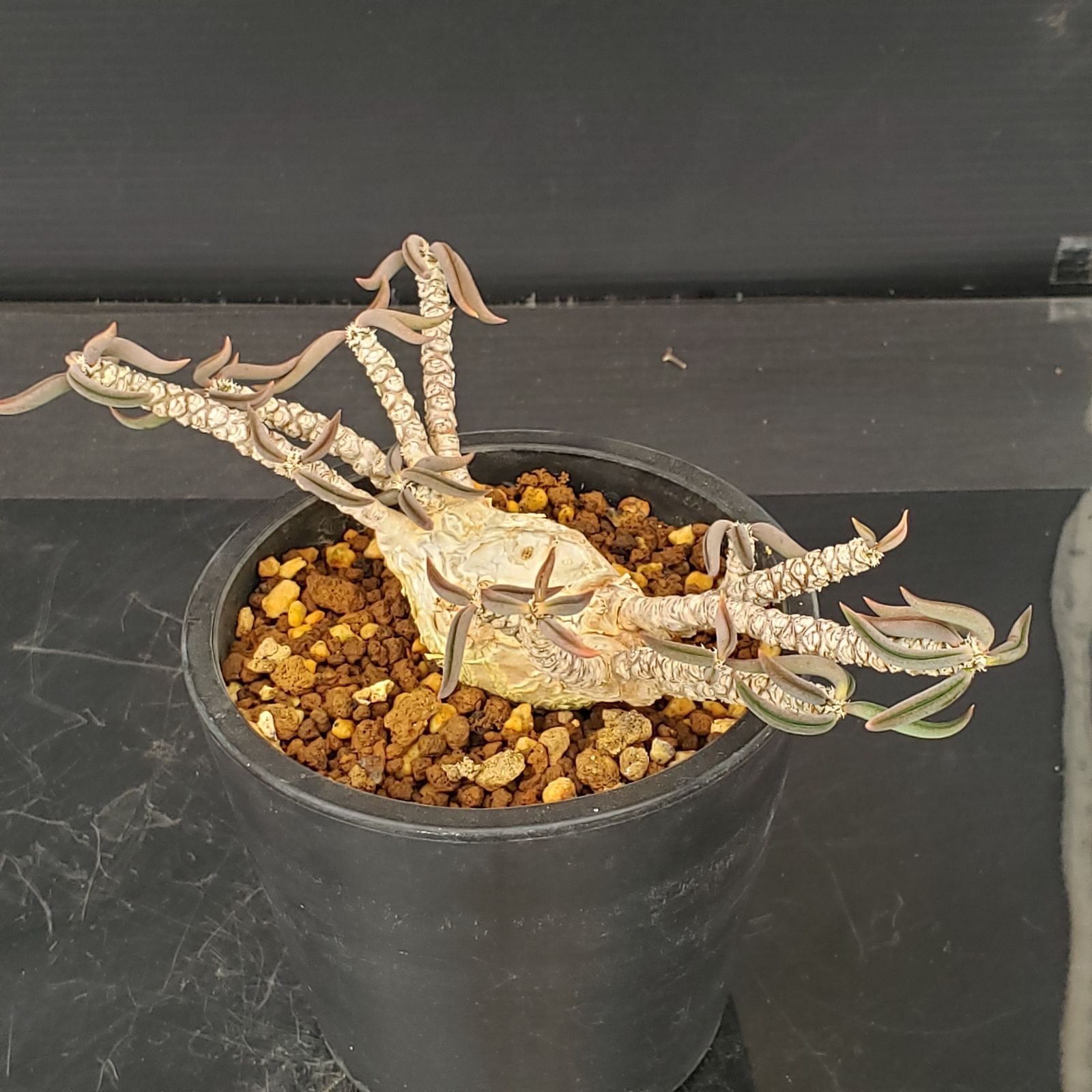 L470【自社養生株】ユーフォルビア キリンドリフォリア（実生・発根株