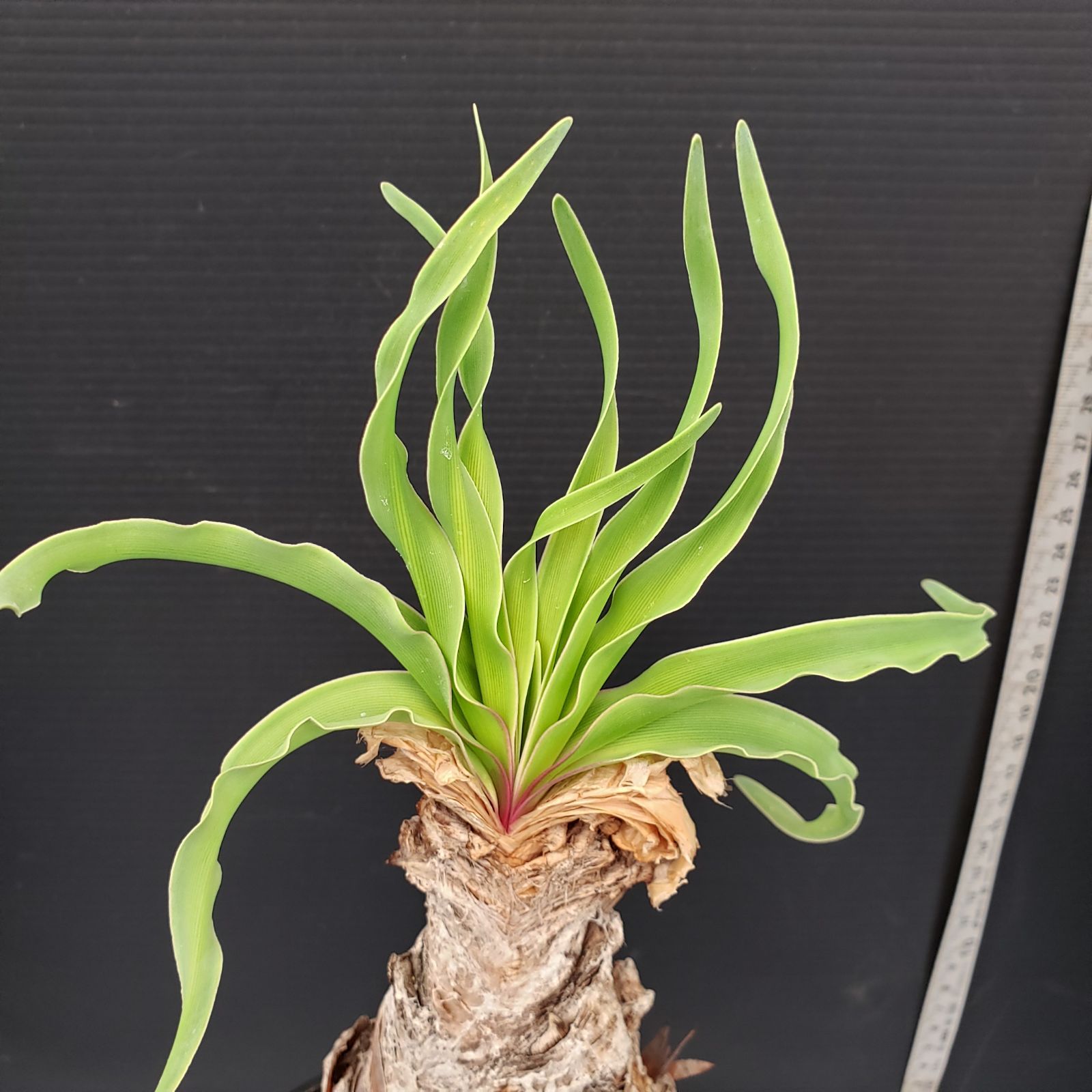 L473【自社養生株】ブーファン ディスティチャ（現地球・発根株