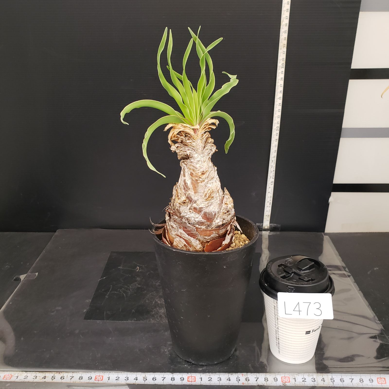 L473【自社養生株】ブーファン ディスティチャ（現地球・発根株