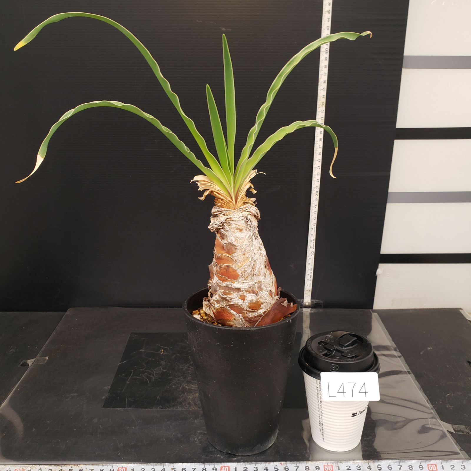 L474【自社養生株】ブーファン ディスティチャ（現地球・発根株