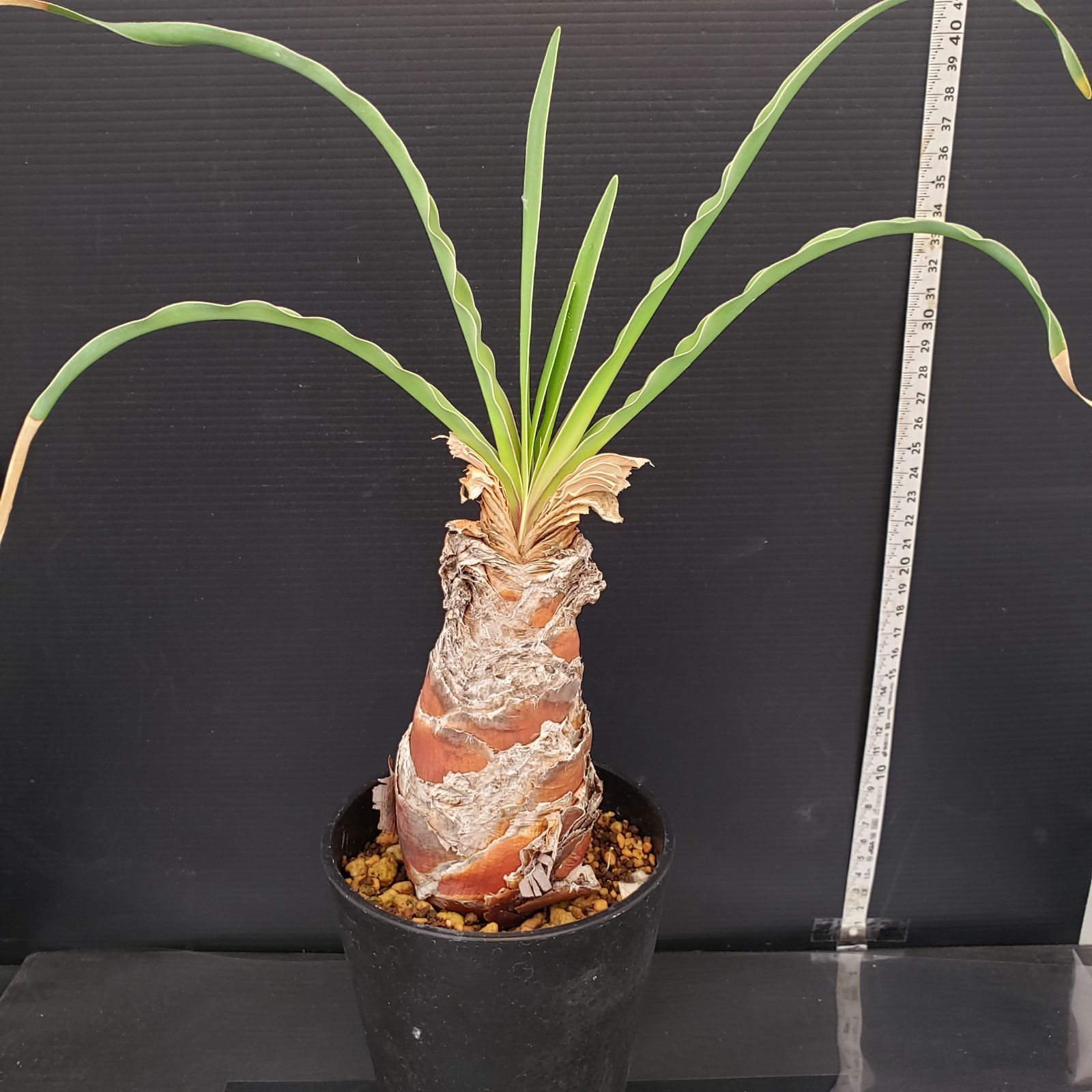 L474【自社養生株】ブーファン ディスティチャ（現地球・発根株