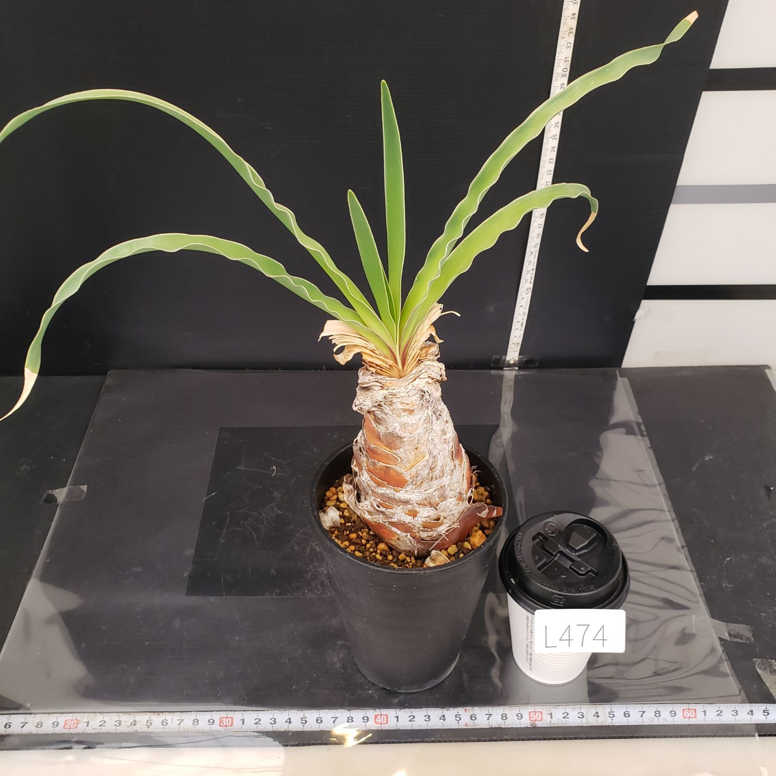 L474【自社養生株】ブーファン ディスティチャ（現地球・発根株