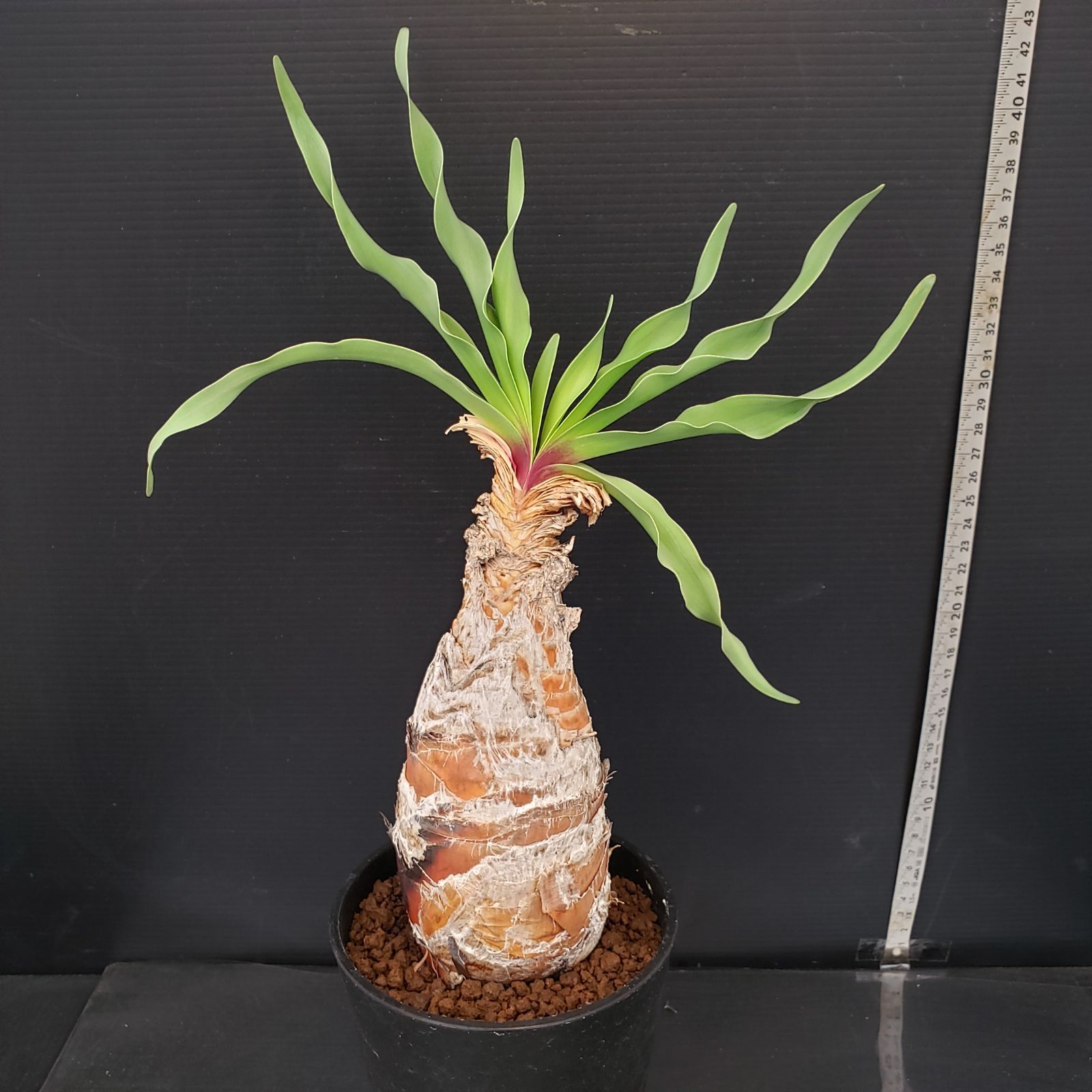 L475【自社養生株】ブーファン ディスティチャ（現地球・発根株