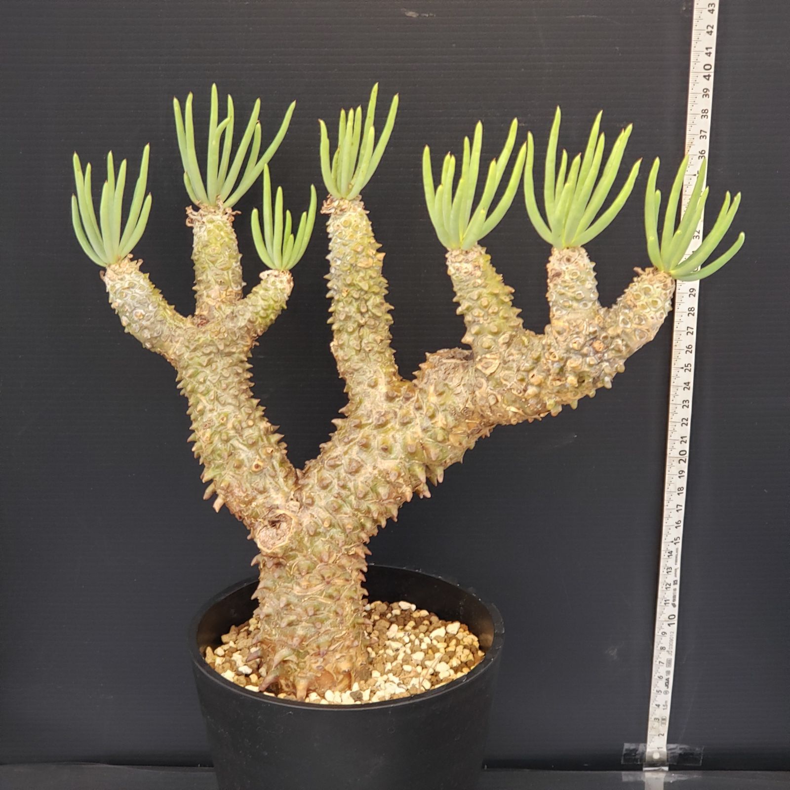 L477【自社養生株】チレコドン ワリチー（現地球・発根株・鉢植え