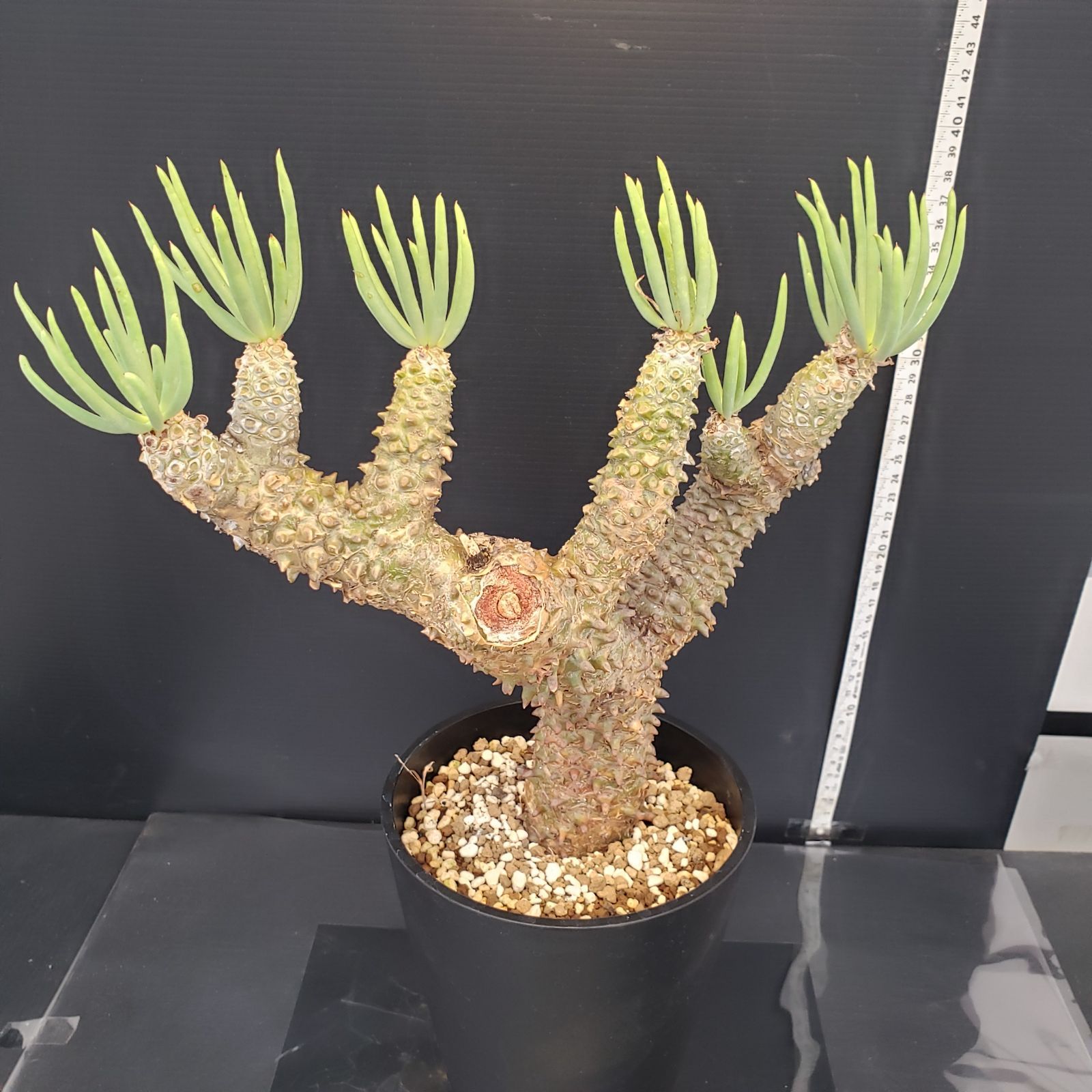 L477【自社養生株】チレコドン ワリチー（現地球・発根株・鉢植え