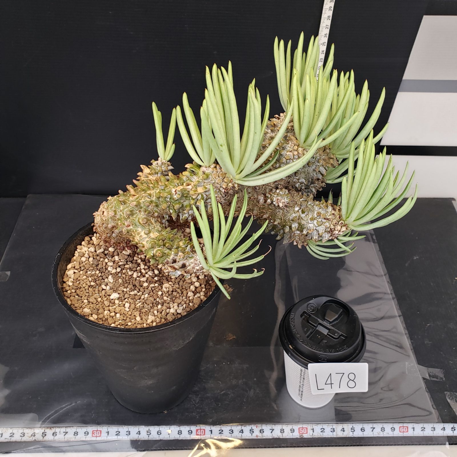 L478【自社養生株】チレコドン ワリチー（現地球・発根株・鉢植え