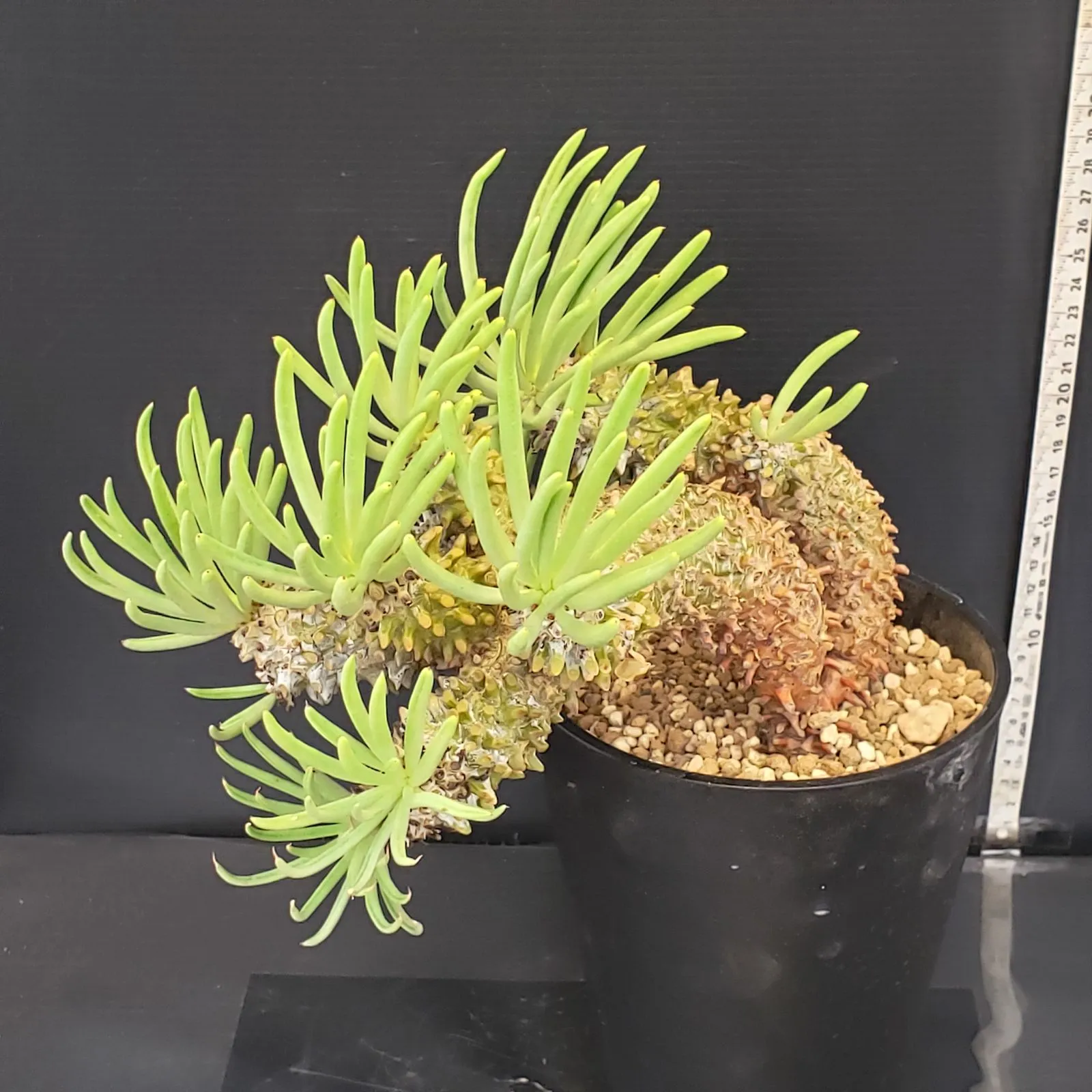 2026年最新】チレコドン ワリチーの人気アイテム - メルカリ