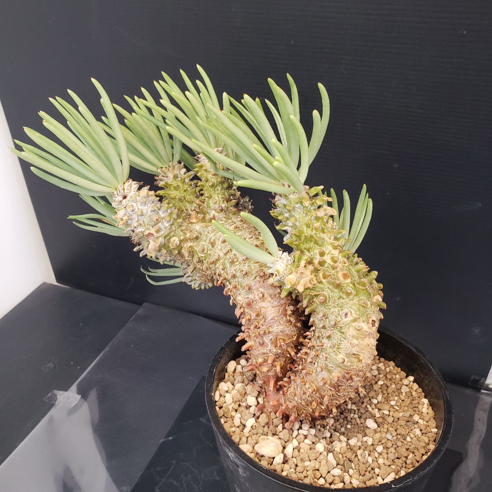 L478【自社養生株】チレコドン ワリチー（現地球・発根株・鉢植え