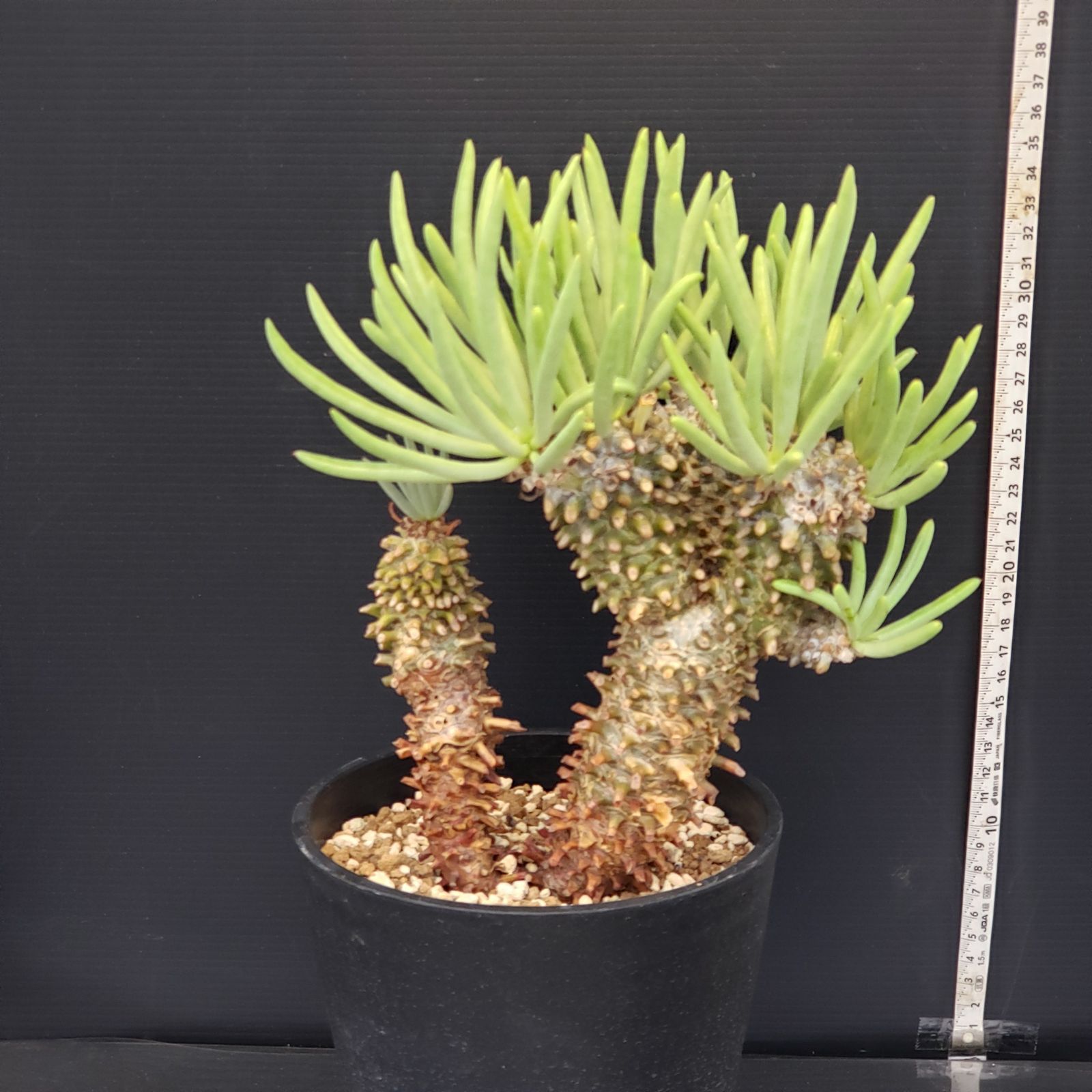 L479【自社養生株】チレコドン ワリチー（現地球・発根株・鉢植え