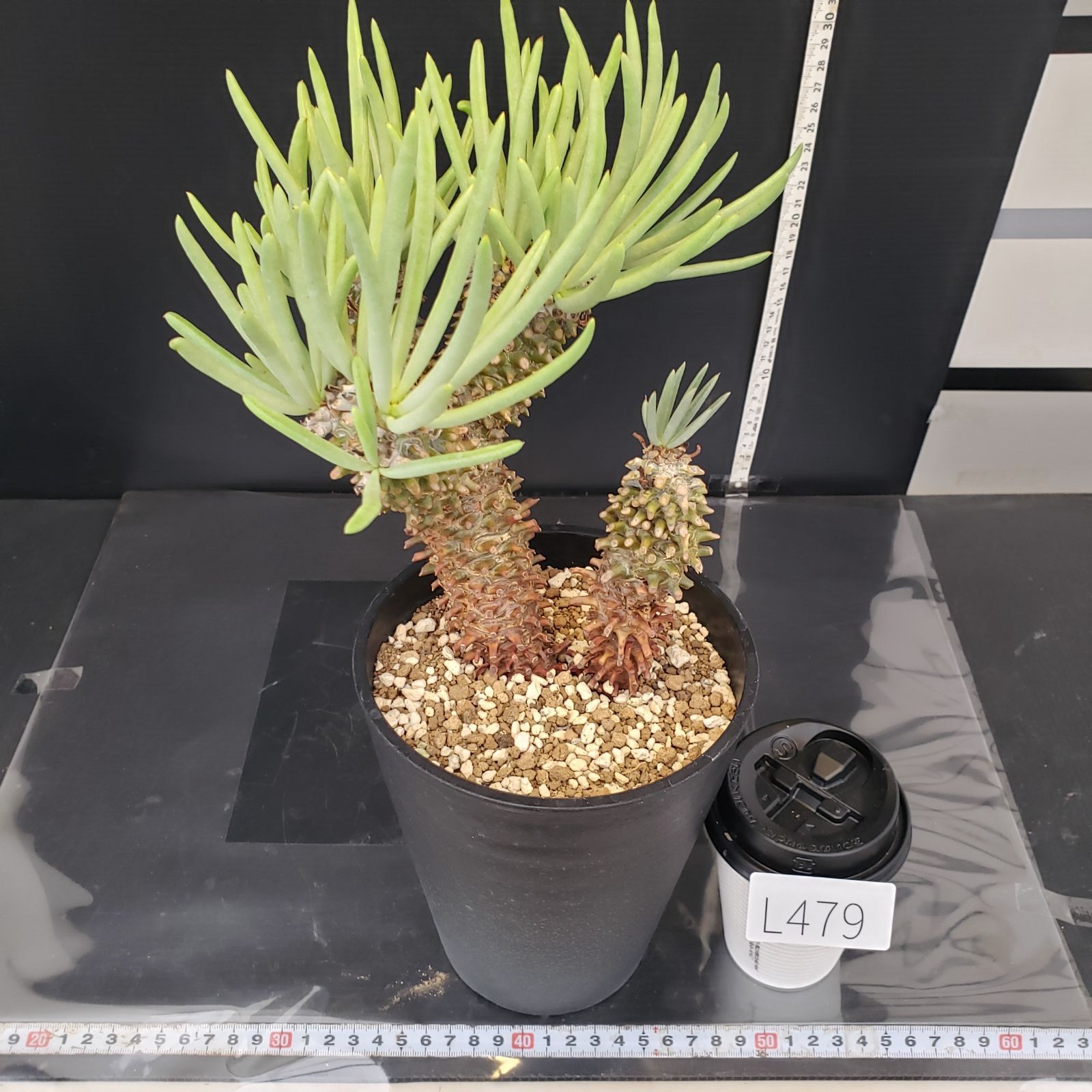 L479【自社養生株】チレコドン ワリチー（現地球・発根株・鉢植え