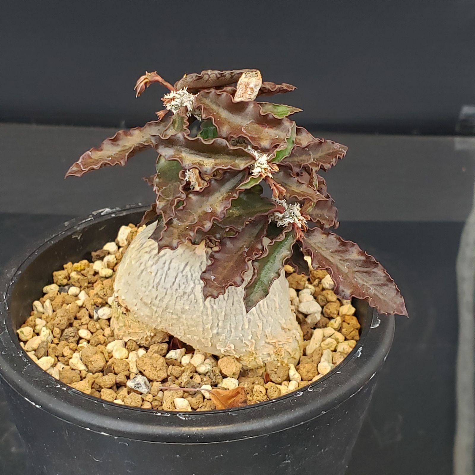 L488【自社養生株】ユーフォルビア アンボボンベンシス（発根株