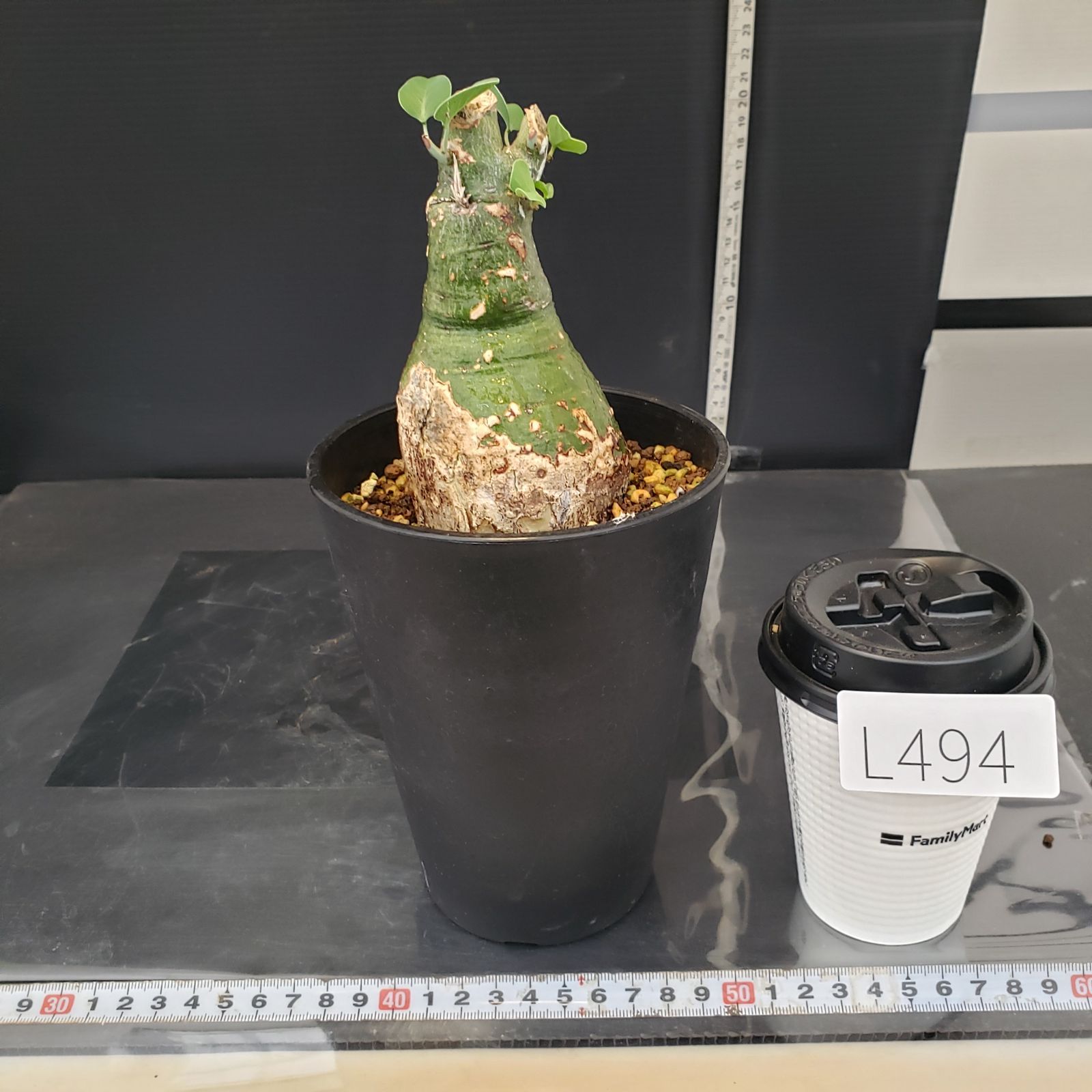 L494【自社養生株】アデニア スピノーサ（現地球・発根株・鉢植え