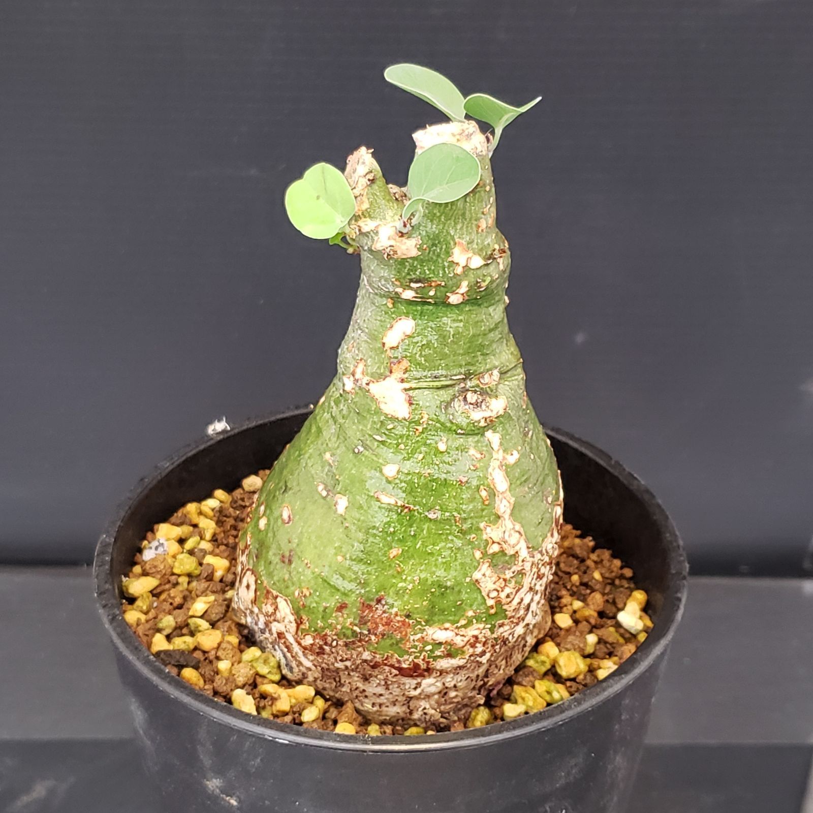 アデニア スピノーサ 現地球 鉢付き アデニア スピノーサ 現地球 鉢