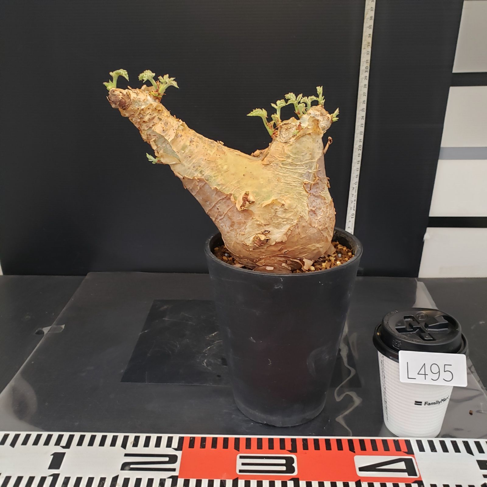 L495【自社養生株】キフォステンマ マクロプス（現地球・発根開始株