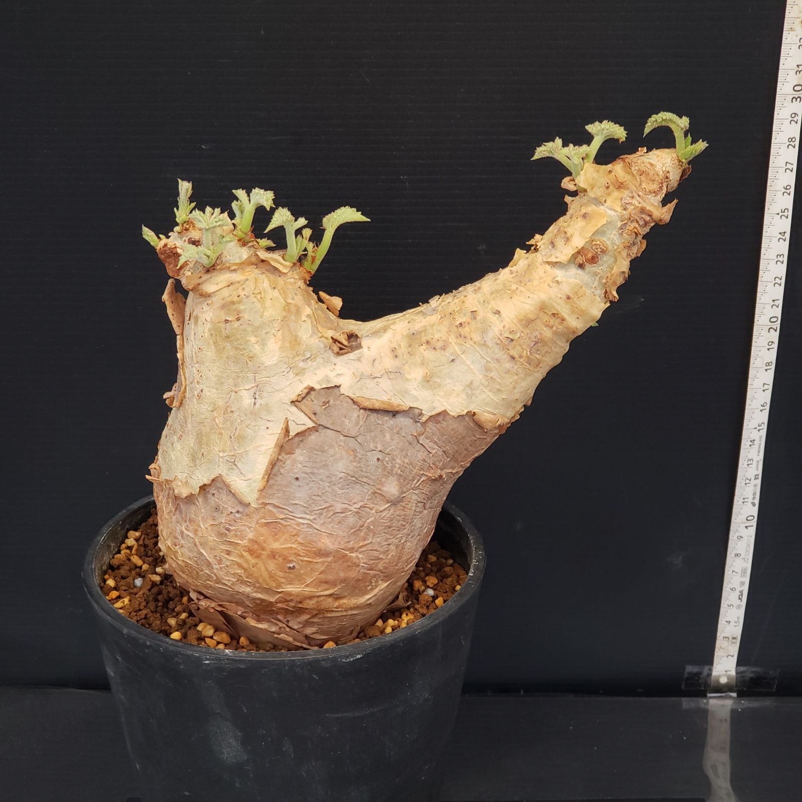 キフォステンマ　マクロプス　大株　発根済み キフォステンマ マクロプス 発根済み 販売 中