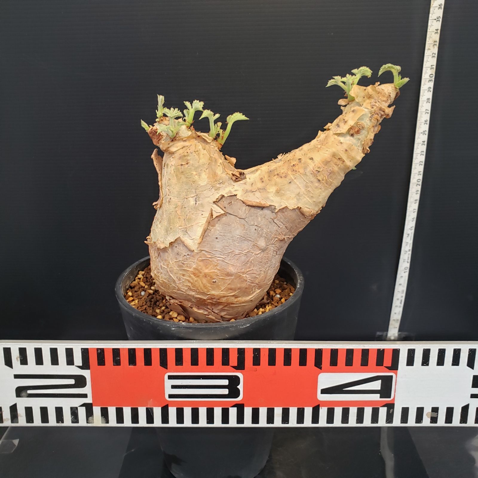 L495【自社養生株】キフォステンマ マクロプス（現地球・発根開始株