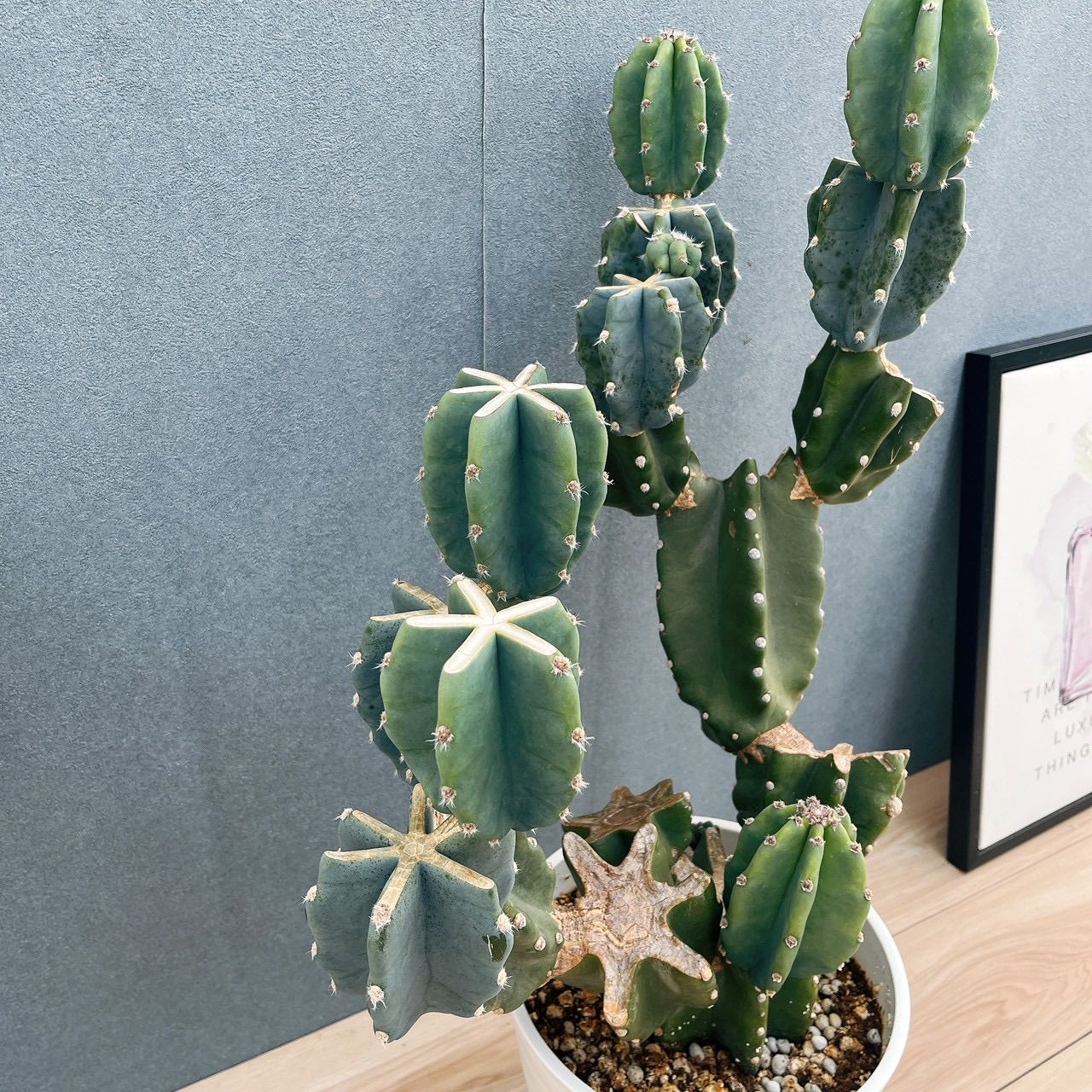 ［現品］6番　柱サボテン　鬼面角 ブランチ　8号　室内　大型　多肉植物　人気 現品］48番 柱サボテン 鬼面角 ブランチ 8号 観葉植物 室内 大型 多肉