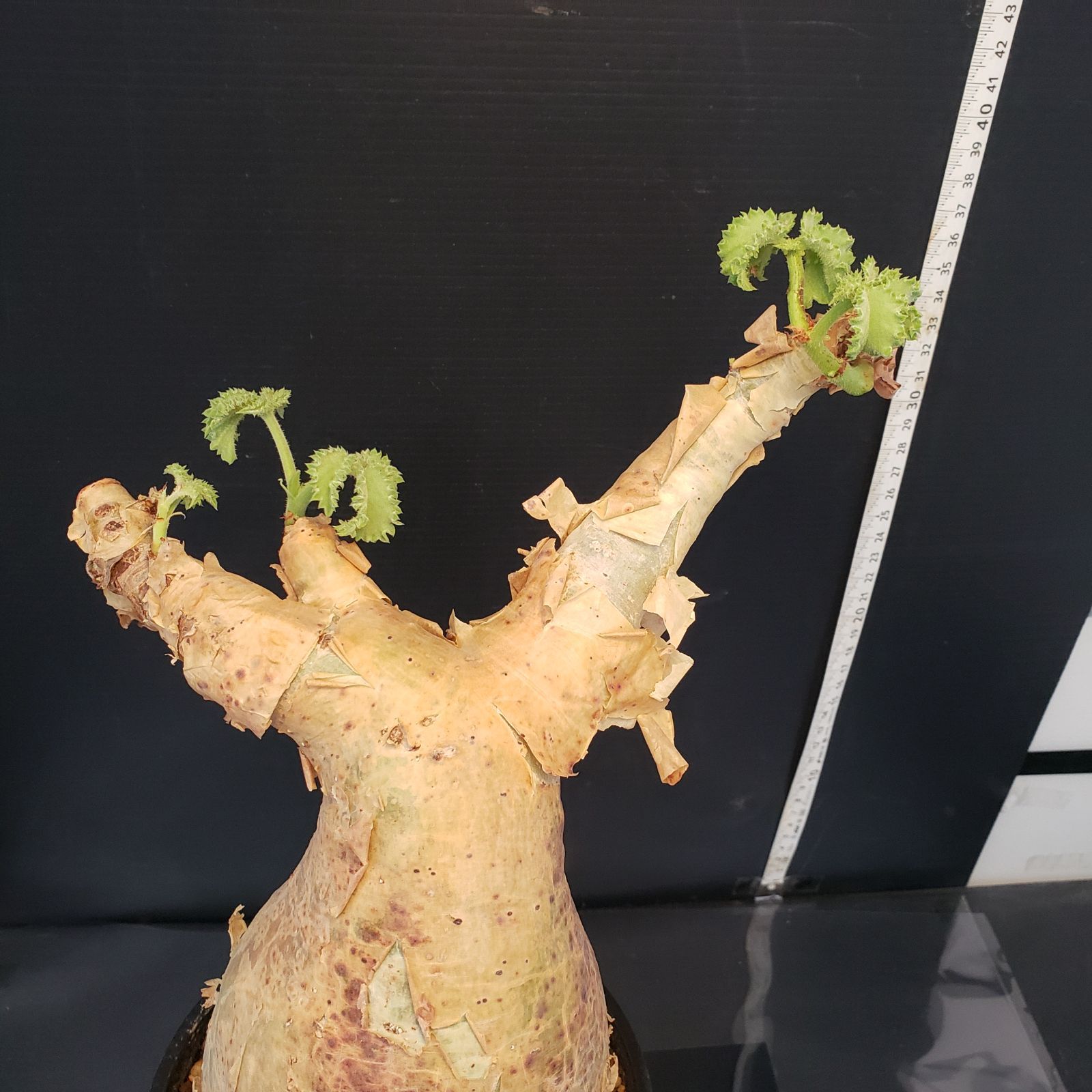 L496【自社養生株】キフォステンマ マクロプス（現地球・発根未確認株