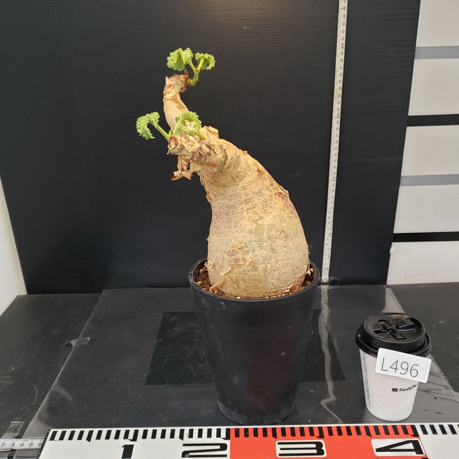 L496【自社養生株】キフォステンマ マクロプス（現地球・発根未確認株