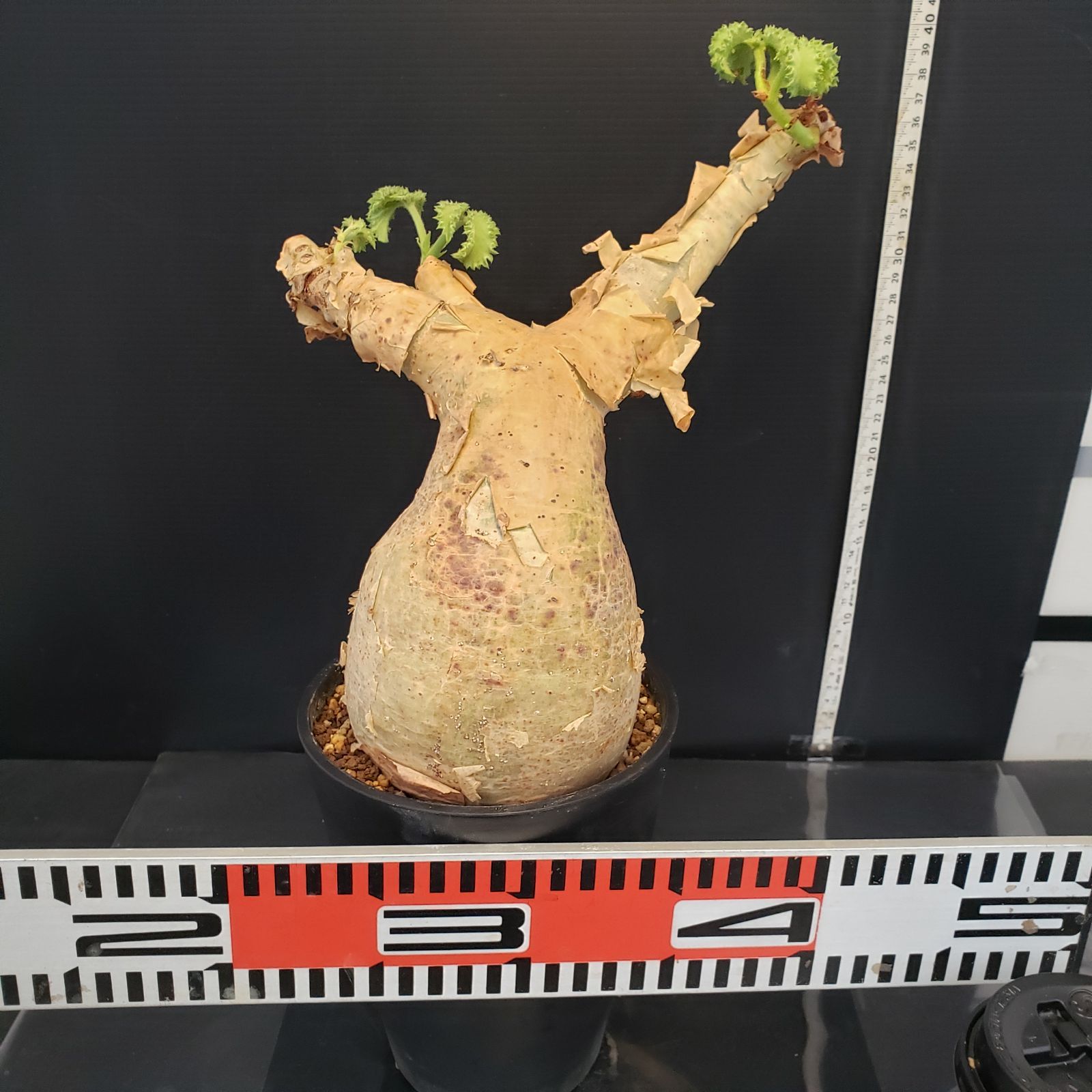 L496【自社養生株】キフォステンマ マクロプス（現地球・発根未確認株