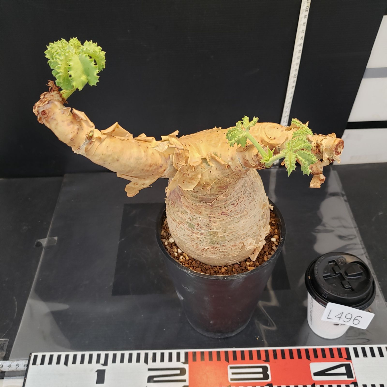 L496【自社養生株】キフォステンマ マクロプス（現地球・発根未確認株
