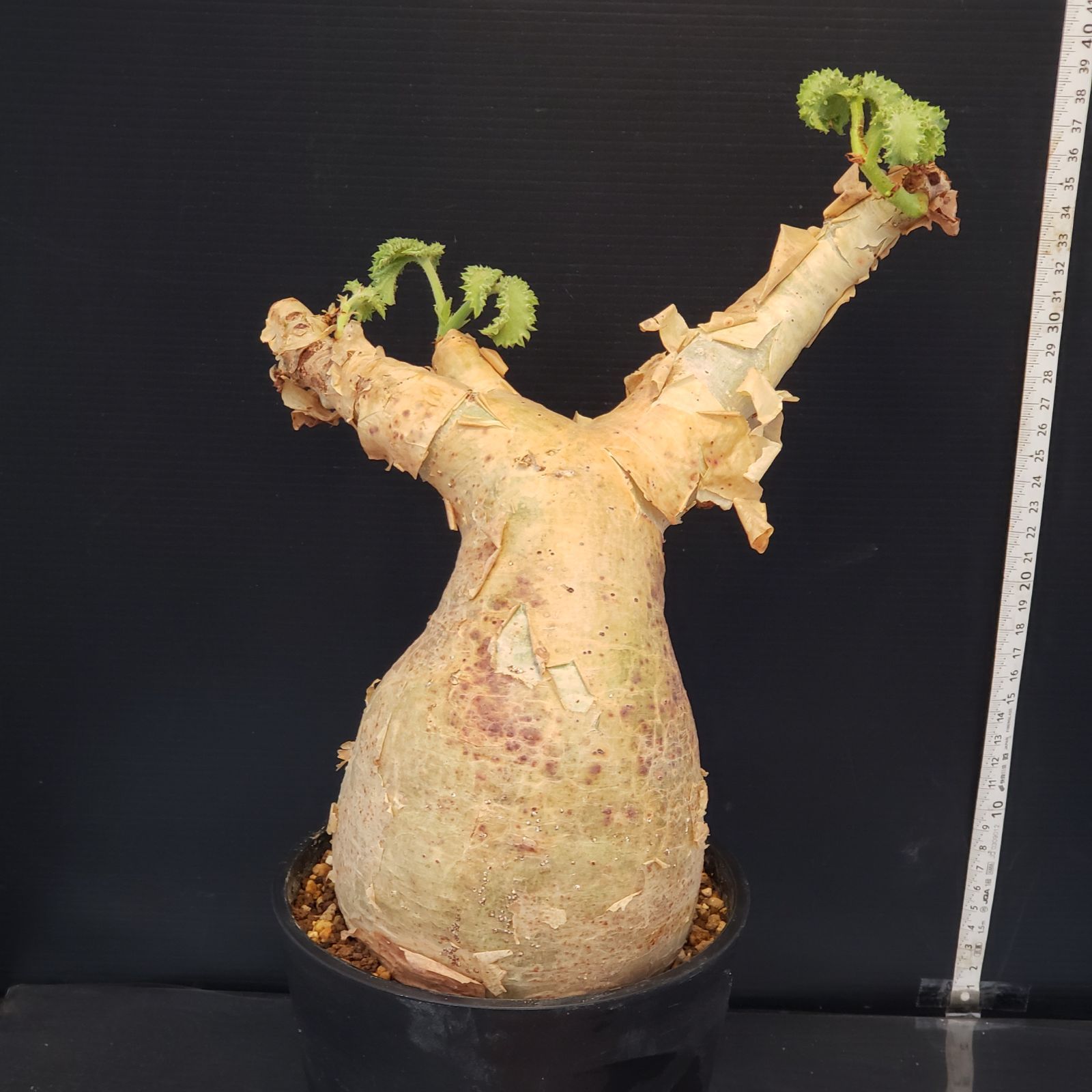 L496【自社養生株】キフォステンマ マクロプス（現地球・発根未確認株