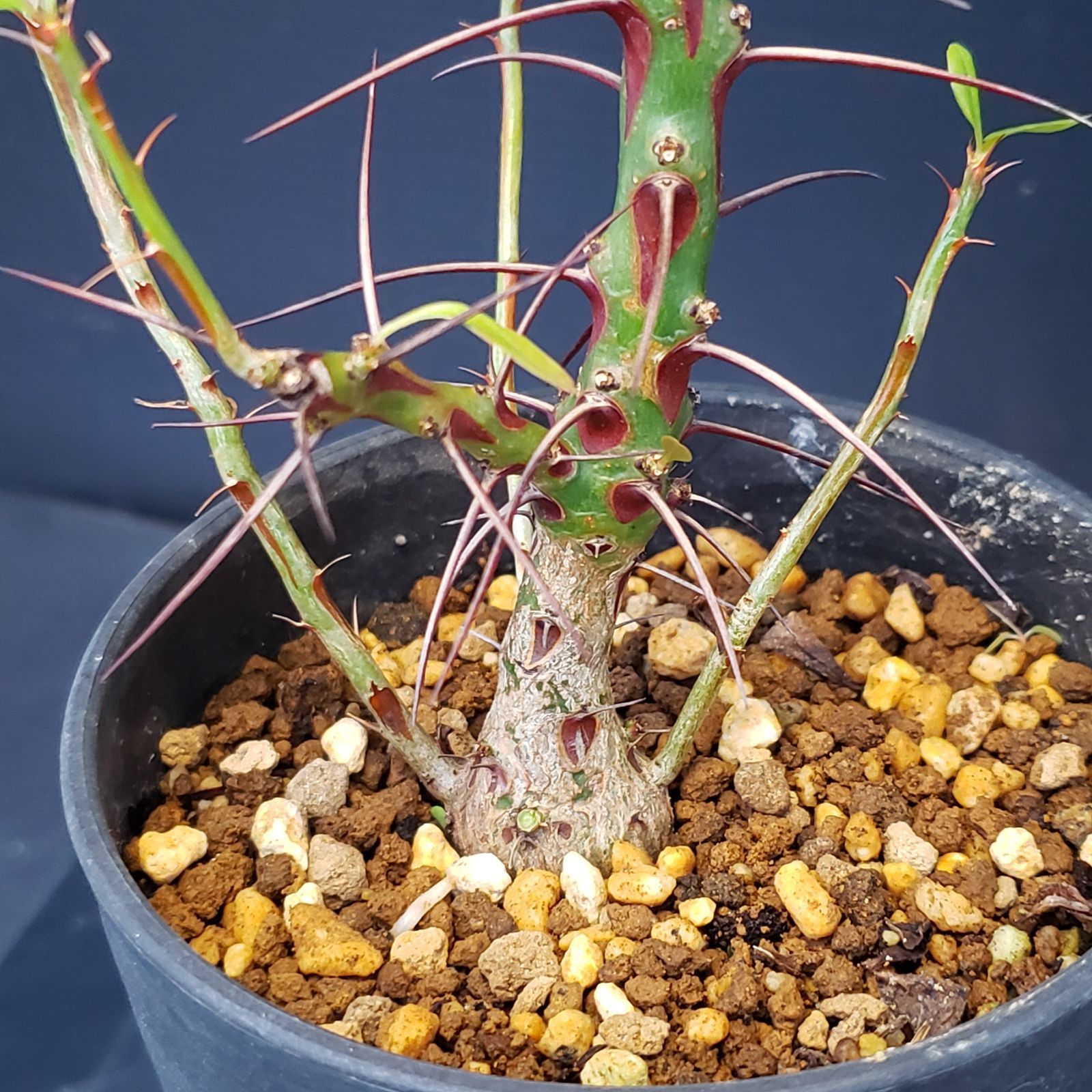 L499【自社養生株】フォークイエリア ファシクラータ（実生・発根株