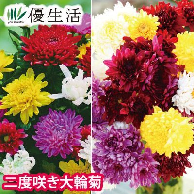 二度咲き大輪菊 混合4株 - メルカリ