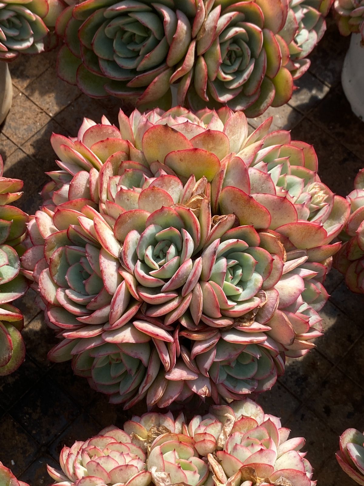 多肉植物　韓国苗　パラメラ　抜き苗 12株の抜き苗セット】パナメーラ 多肉植物 佐川急便発送 エケベリア